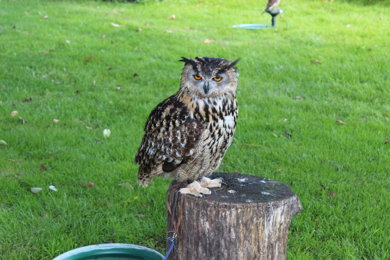 Canon EOS 650D (EOS Rebel T4i / EOS Kiss X6i) sample photo. Birds, owl, animal photography