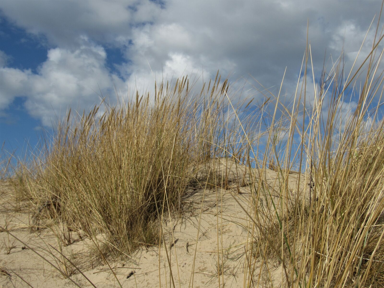 Canon PowerShot SX530 HS sample photo. Seaside, latvia, beach photography