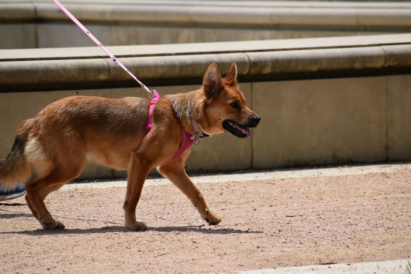 Nikon D3500 sample photo. German shepard, dog, canine photography