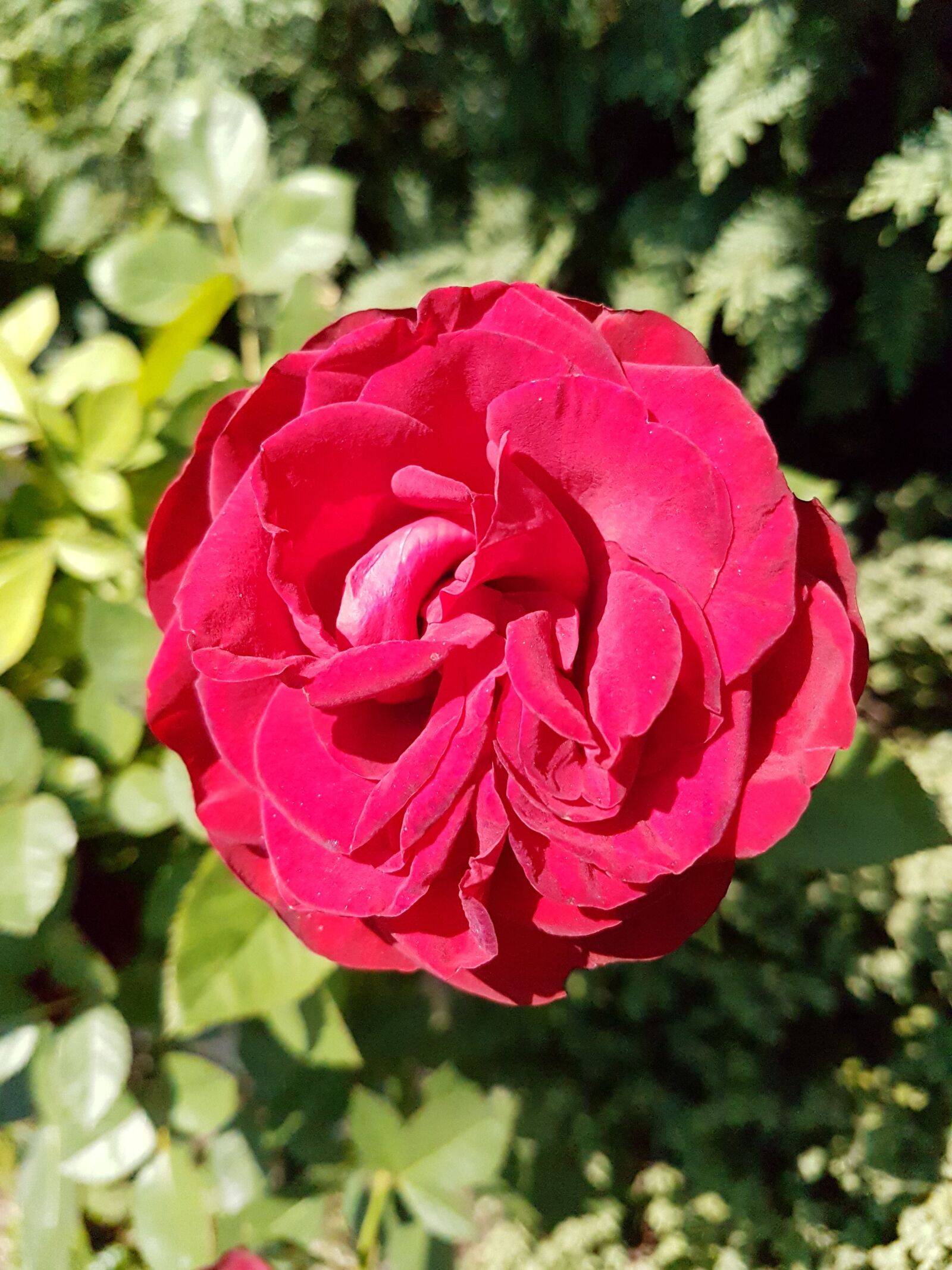 Samsung Galaxy S7 sample photo. Flower, rose, blossom photography