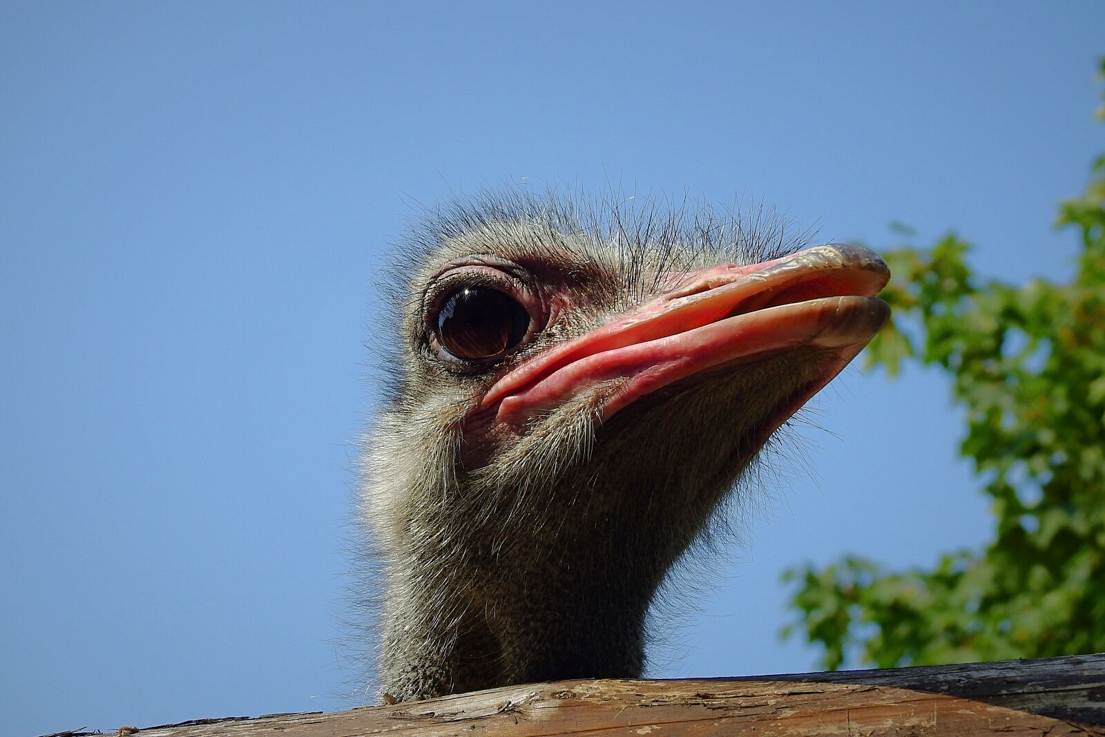 Nikon Coolpix P900 sample photo. Ostrich, bird, the head photography