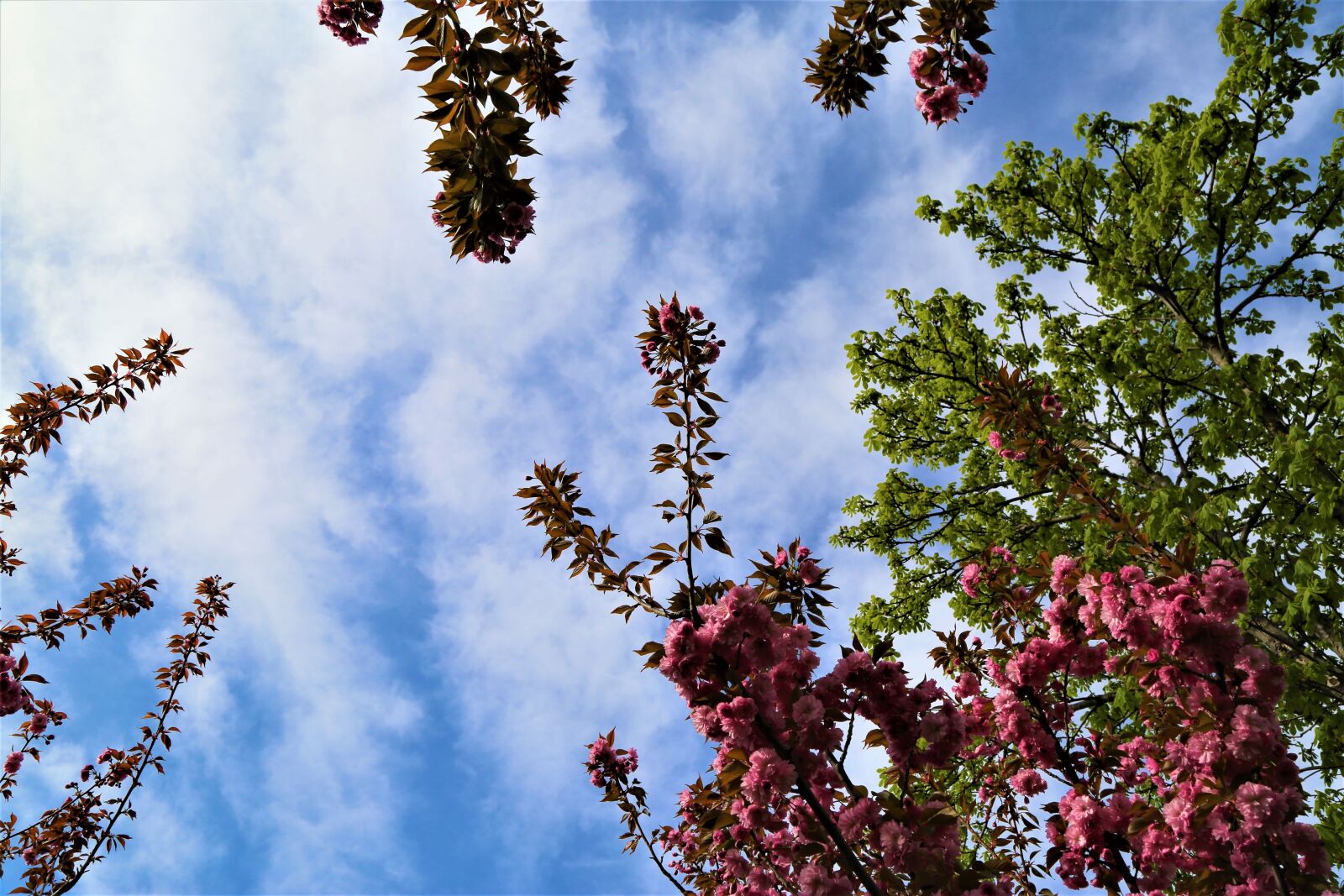 Canon EF 24-105mm F4L IS USM sample photo. Tree, nature, current season photography