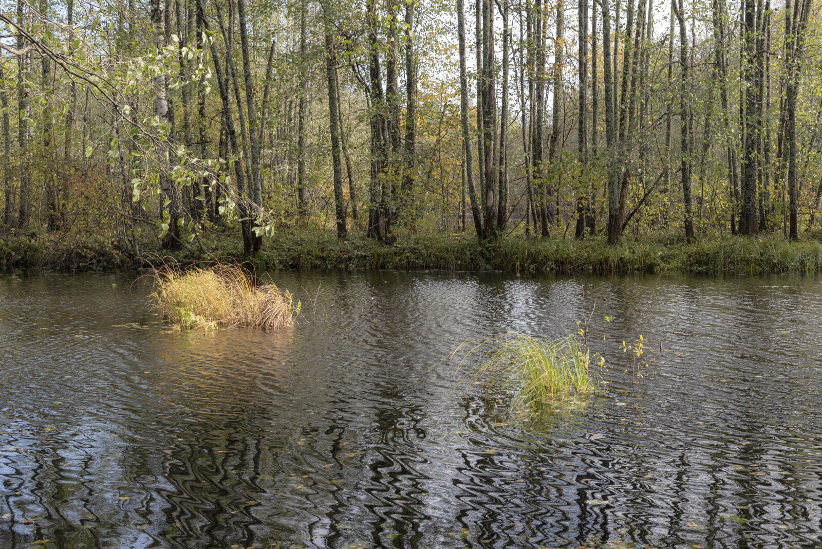 Nikon D750 sample photo. River, forest, landscape photography