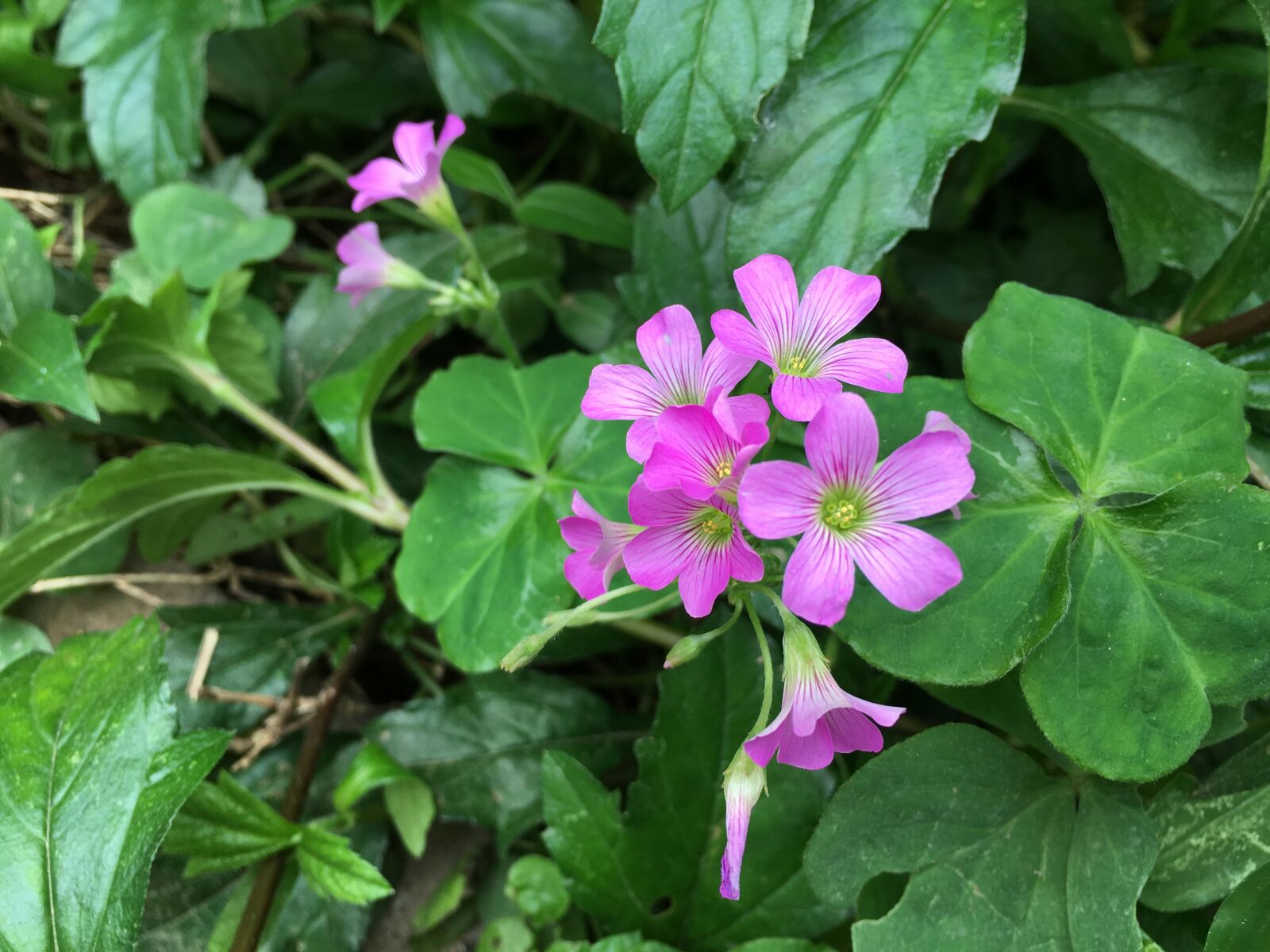 Apple iPhone 6s sample photo. Little, pink, flowers photography