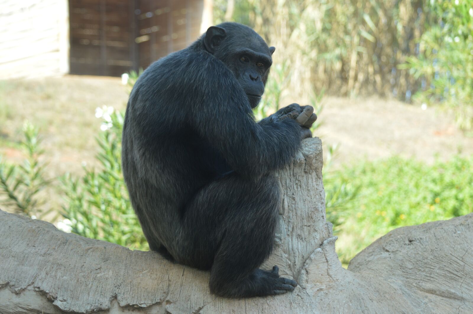 Nikon D3200 sample photo. Chimpanzee, primate, hominid photography