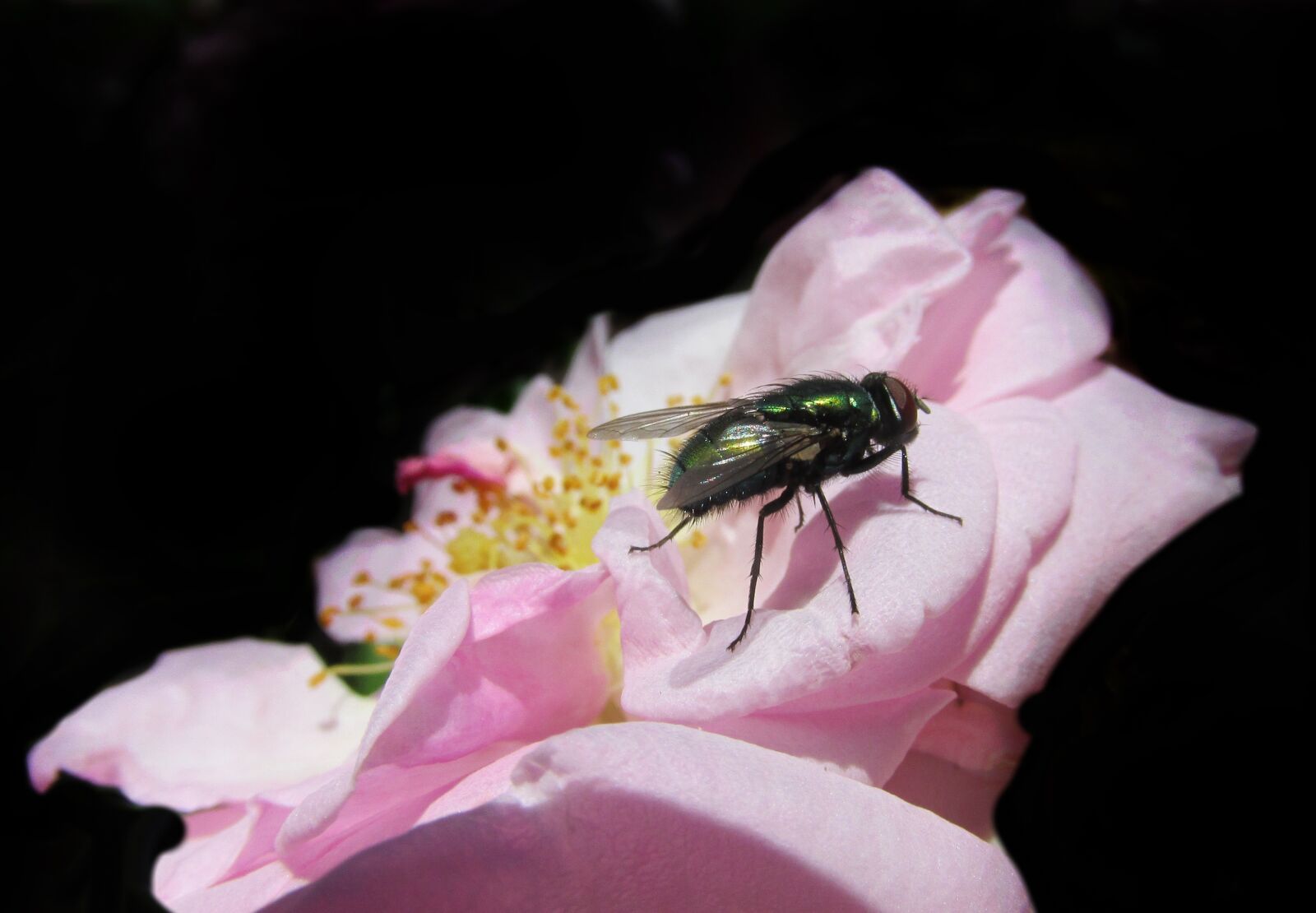 Canon PowerShot SX170 IS sample photo. Fly, roses, insect photography