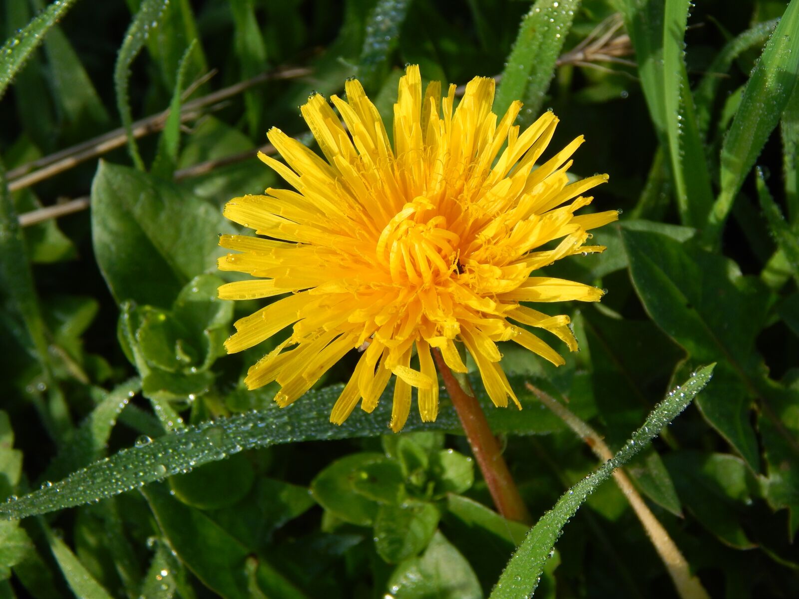 Nikon Coolpix L820 sample photo. Dandelion, nature, dew photography