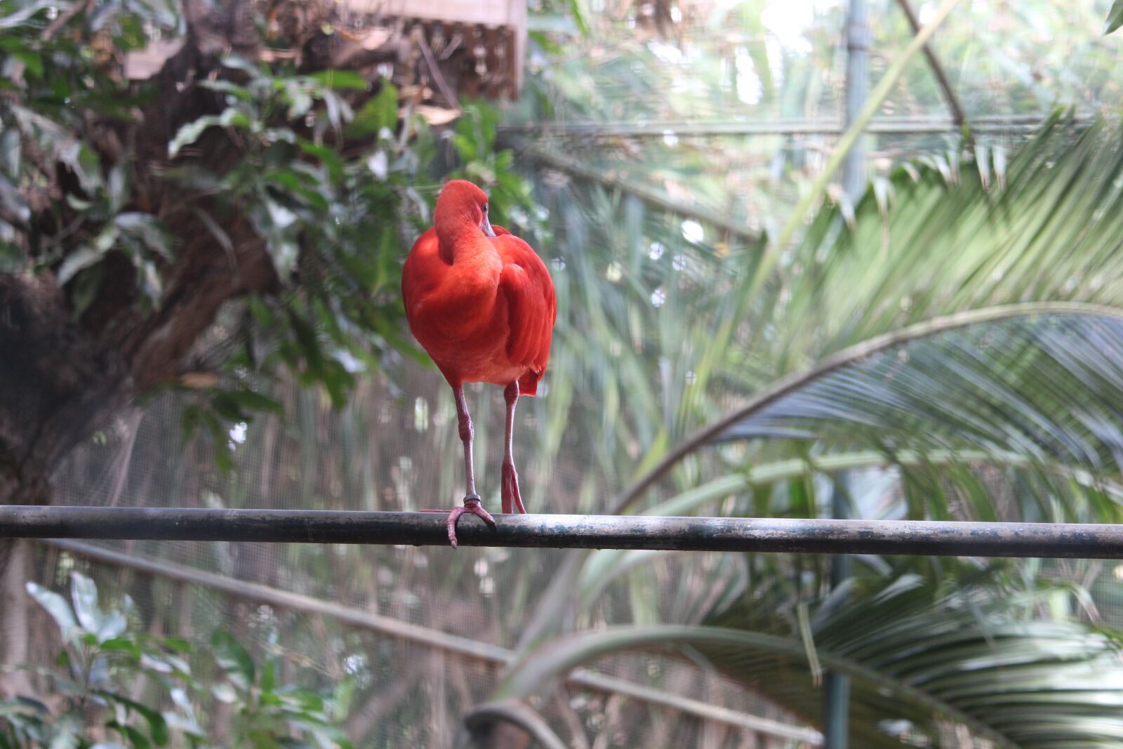Canon EOS 700D (EOS Rebel T5i / EOS Kiss X7i) sample photo. Bird, nature, red photography
