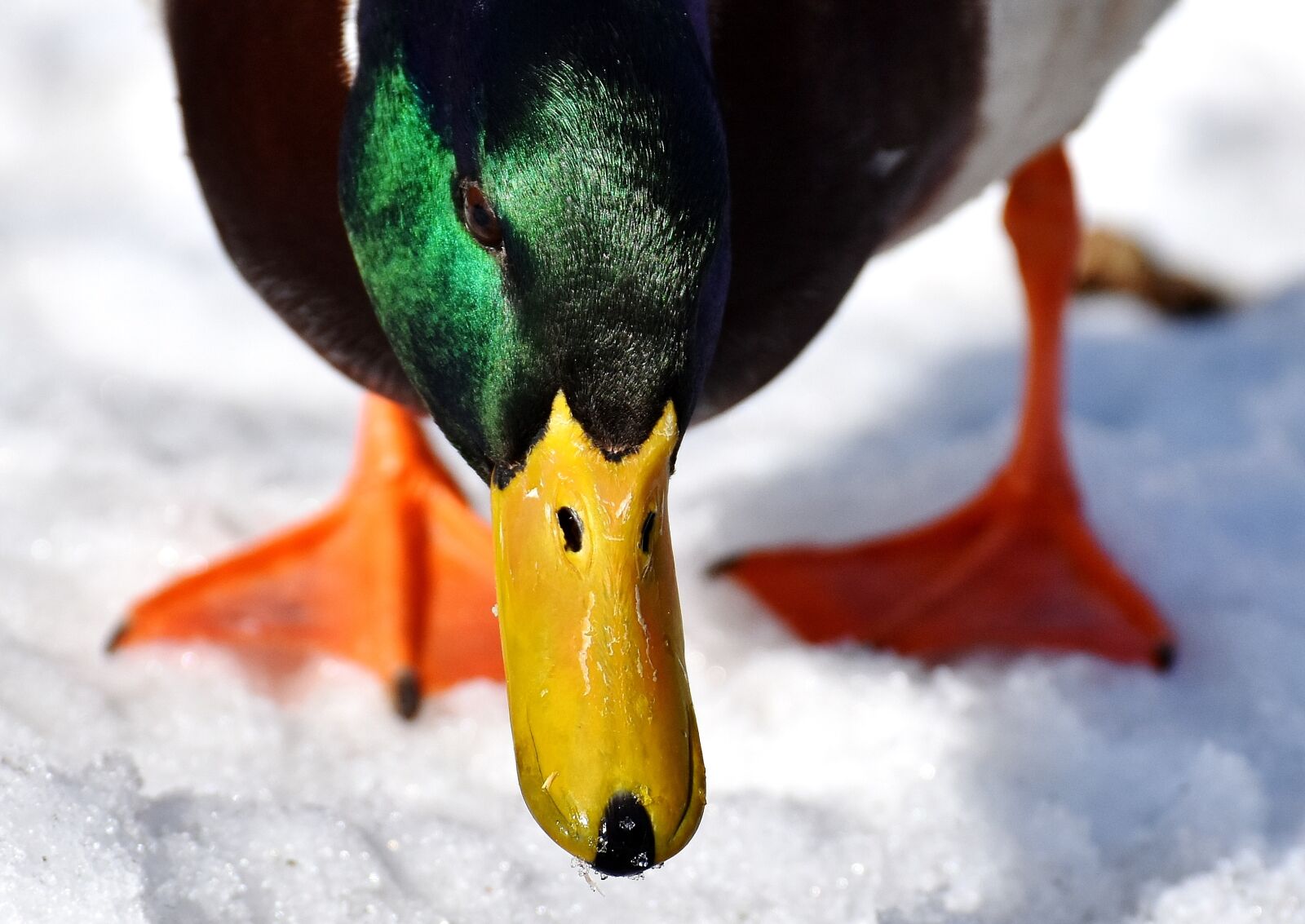 Nikon D7200 sample photo. Mallard, males, bread photography