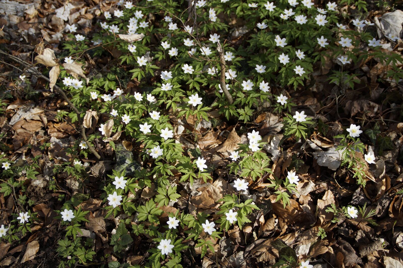 Sony SLT-A58 sample photo. Nature, flower, plant photography