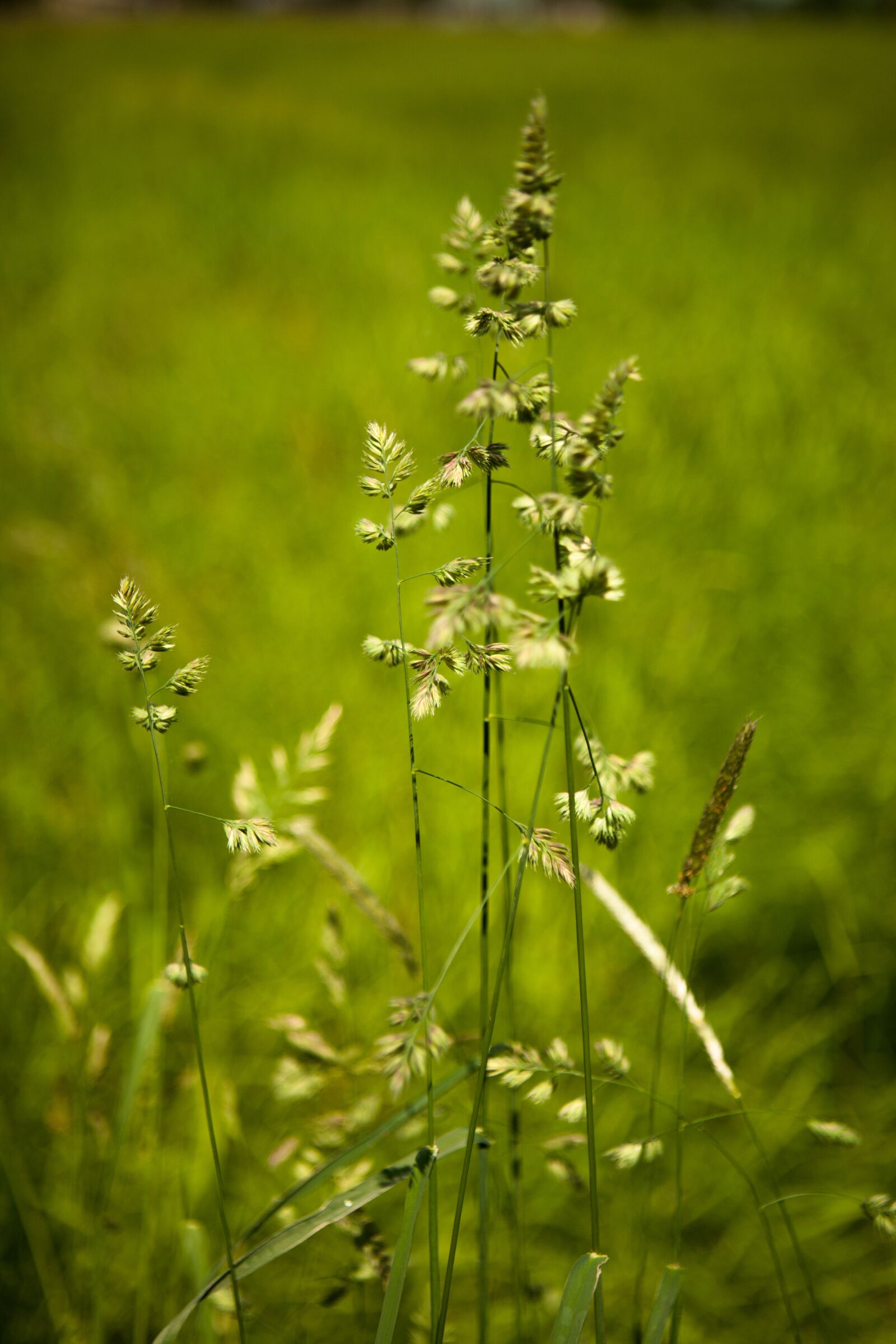 Canon EOS 5D + Canon EF 24-70mm F2.8L USM sample photo. Grass, nature, plant photography