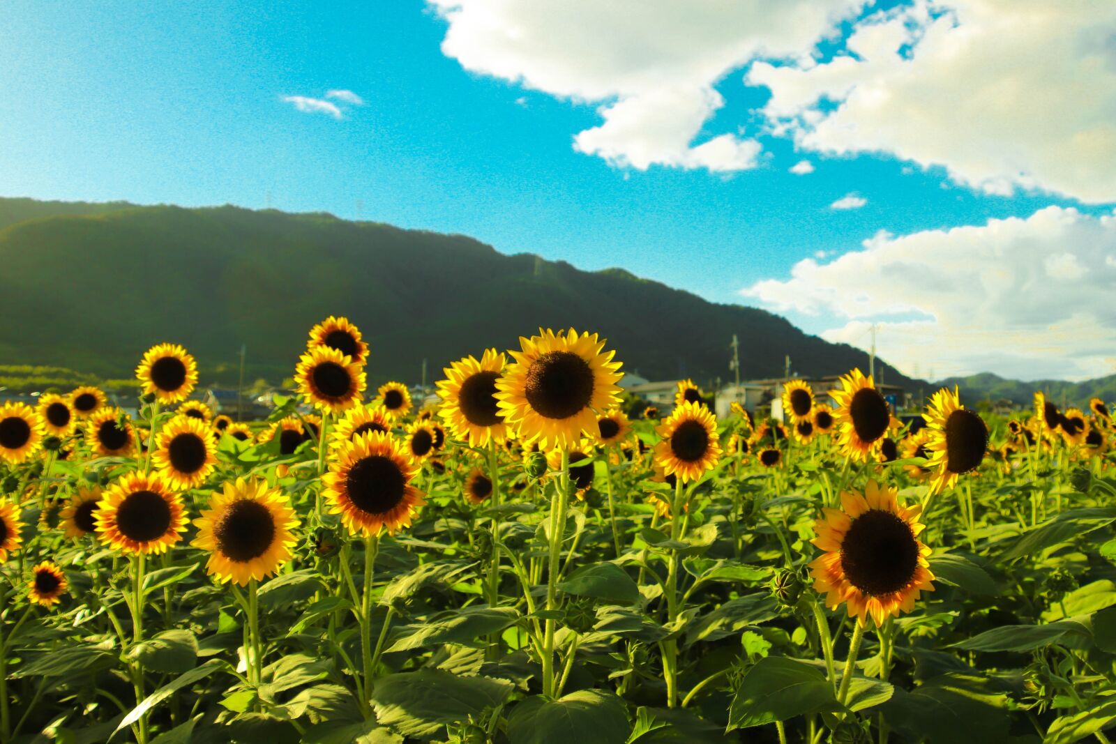 Canon EOS 77D (EOS 9000D / EOS 770D) sample photo. Sunflower, blue sky, happy photography