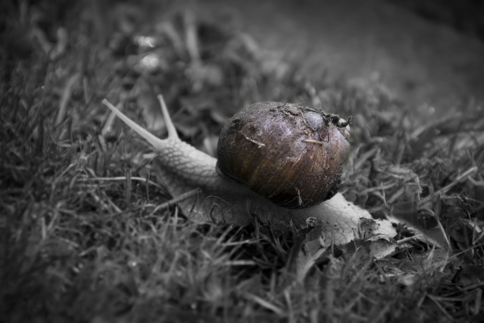 Nikon D3300 sample photo. Snail, grass, lawn photography