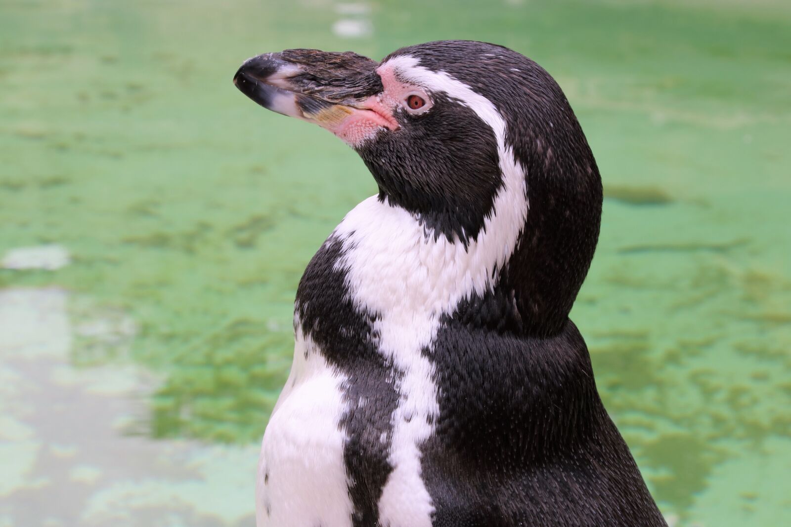 Canon EOS 760D (EOS Rebel T6s / EOS 8000D) sample photo. Penguin, portrait, wildlife photography