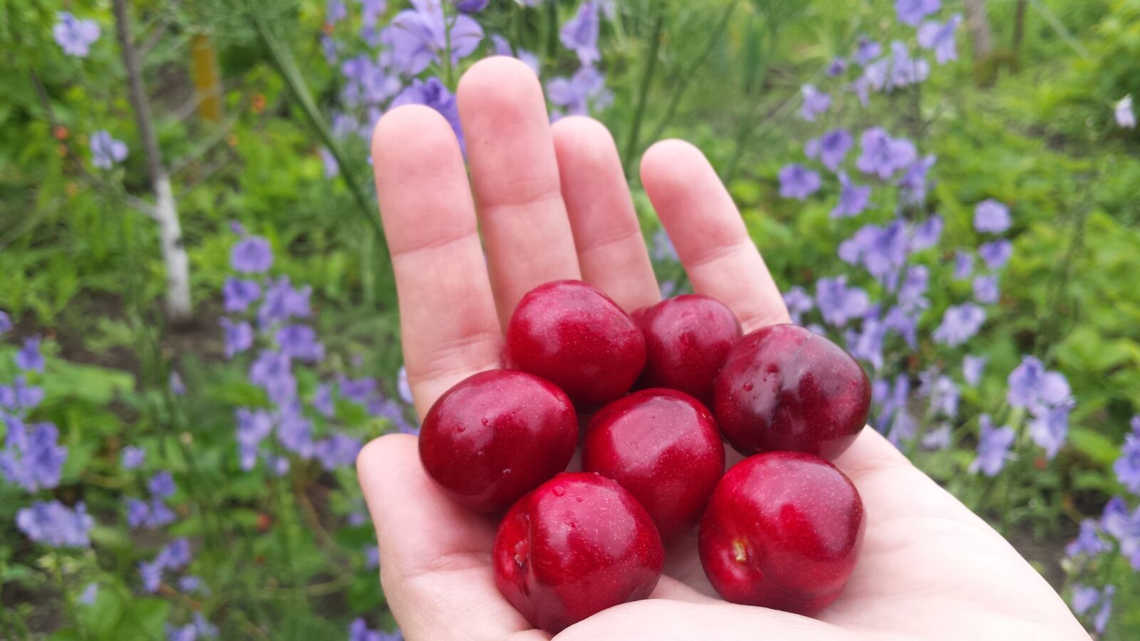 Samsung Galaxy S4 sample photo. Cherry, berry, spring photography
