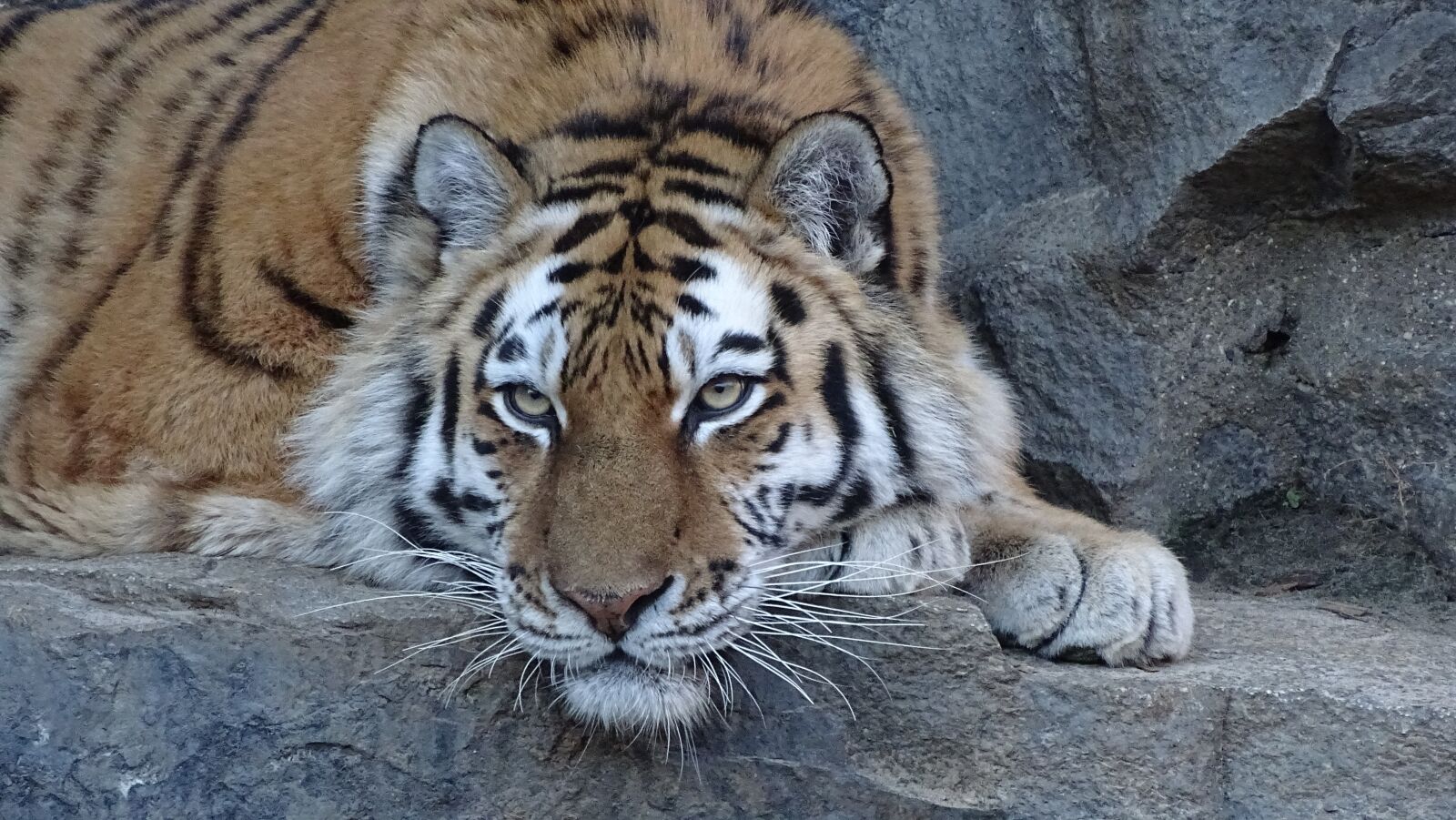 Sony Cyber-shot DSC-HX400V sample photo. Tiger, siberian, predator photography