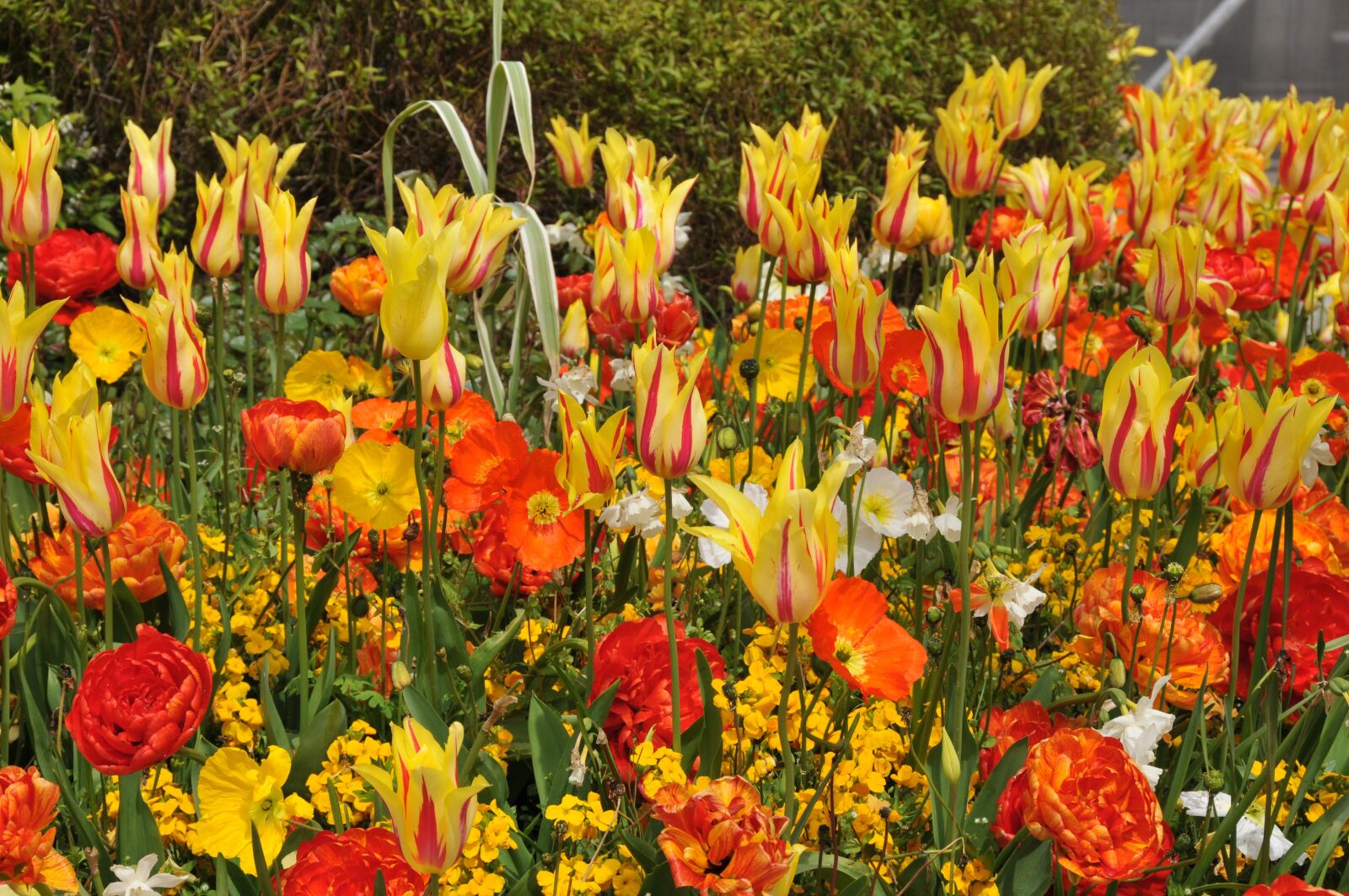 Nikon D300 sample photo. Tulips, spring, vibrant photography