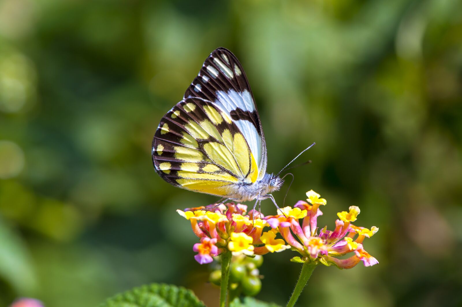 Nikon D4S sample photo. Butterfly, macro, flower photography