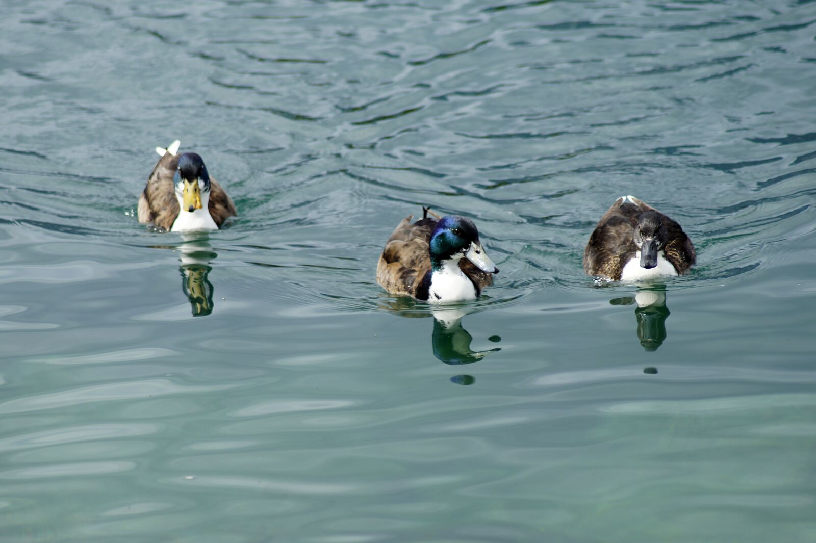 Sony SLT-A58 sample photo. Ducks, team, trio photography