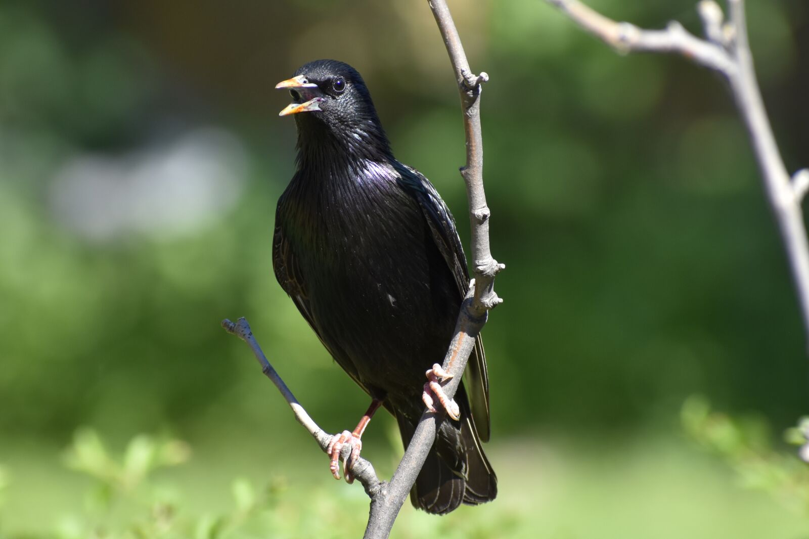 Nikon D7200 sample photo. Bird, wildlife, nature photography