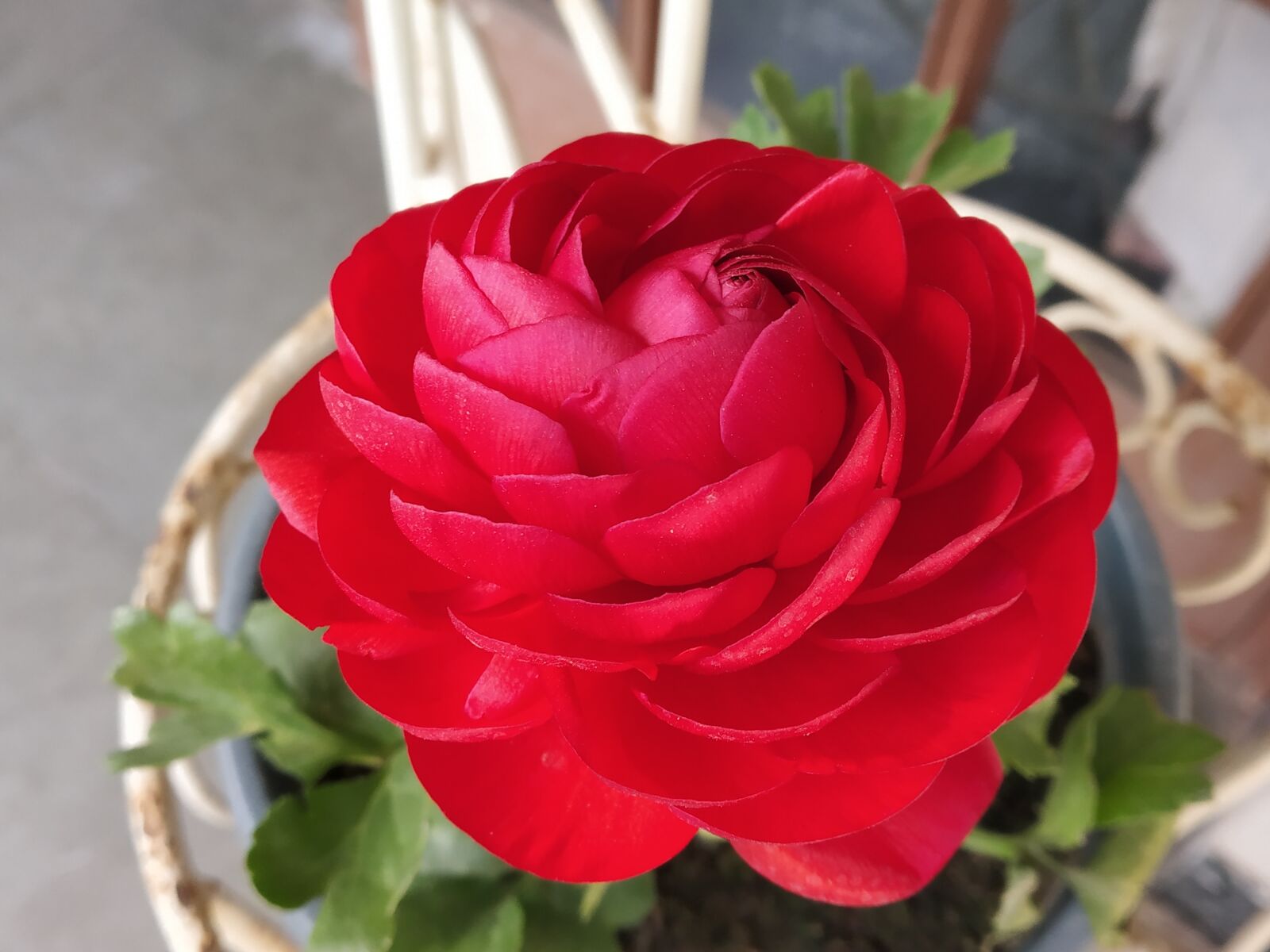 Xiaomi Redmi Note 5 Pro sample photo. Red, flower, nature photography