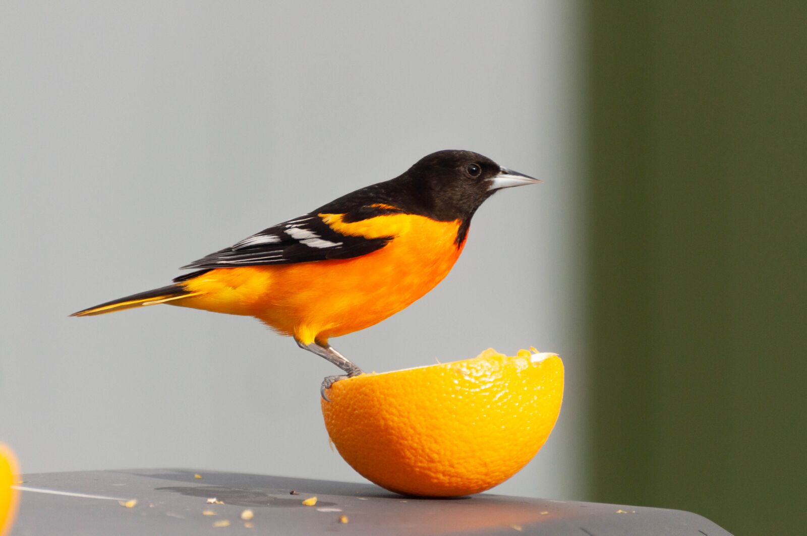 Nikon D5000 sample photo. Oriole, orange, bird photography
