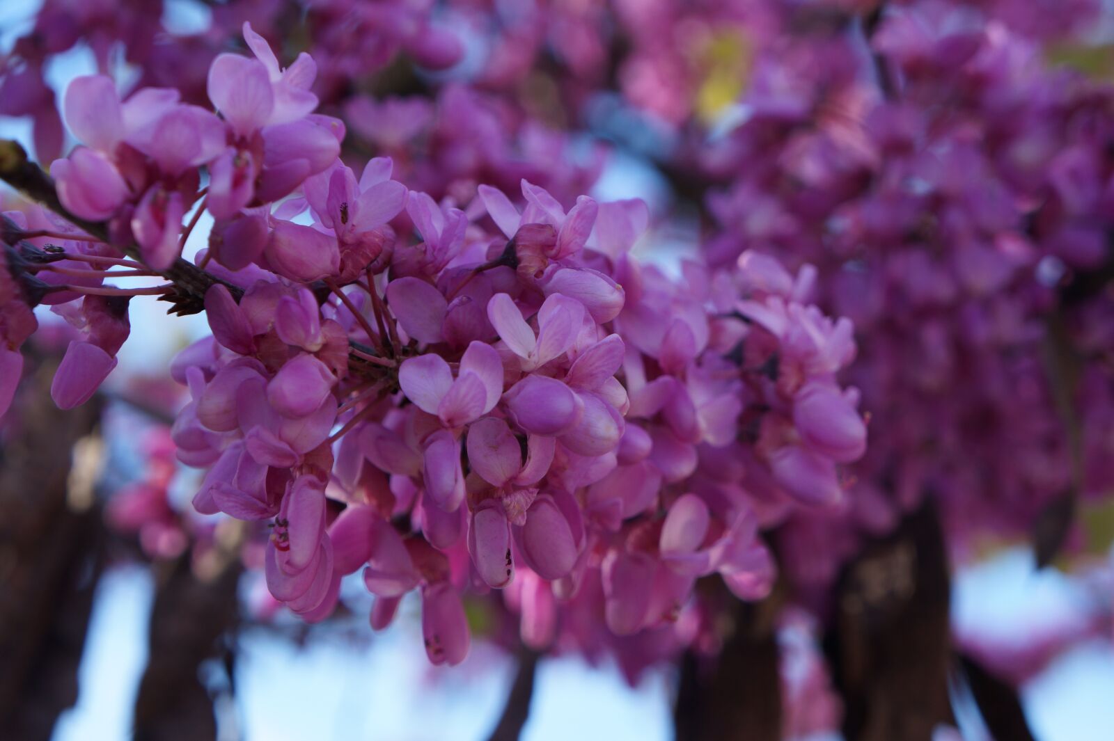 Sony Alpha a3000 + Sony E 18-55mm F3.5-5.6 OSS sample photo. Spring, violet, lilac photography