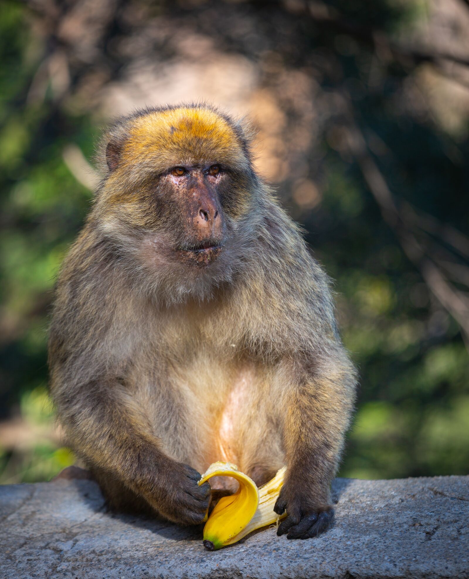 Canon EF 70-200mm F4L IS USM sample photo. Monkey, mammals, primate photography
