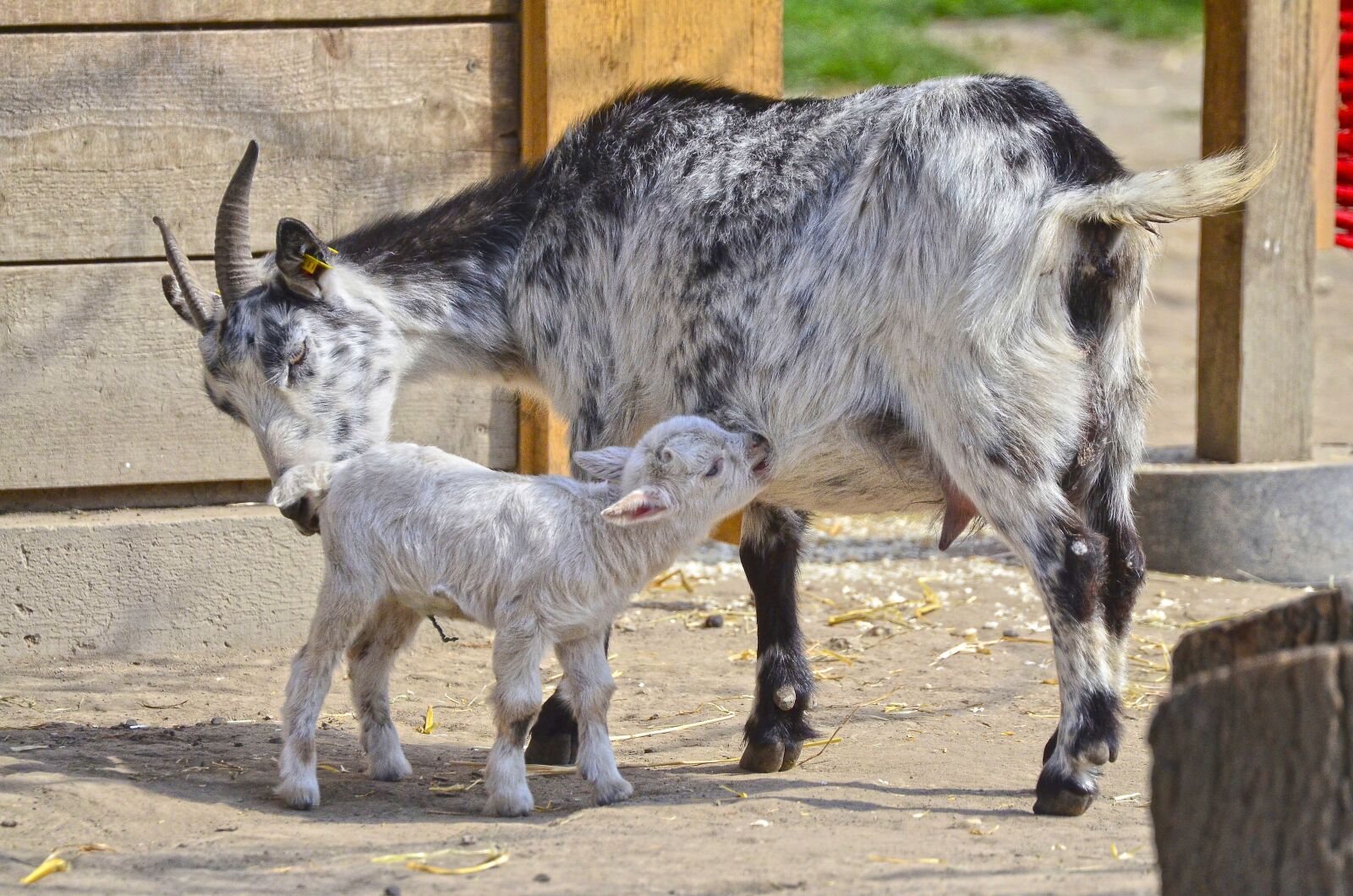 Nikon D7000 sample photo. Animal, goat, young animal photography