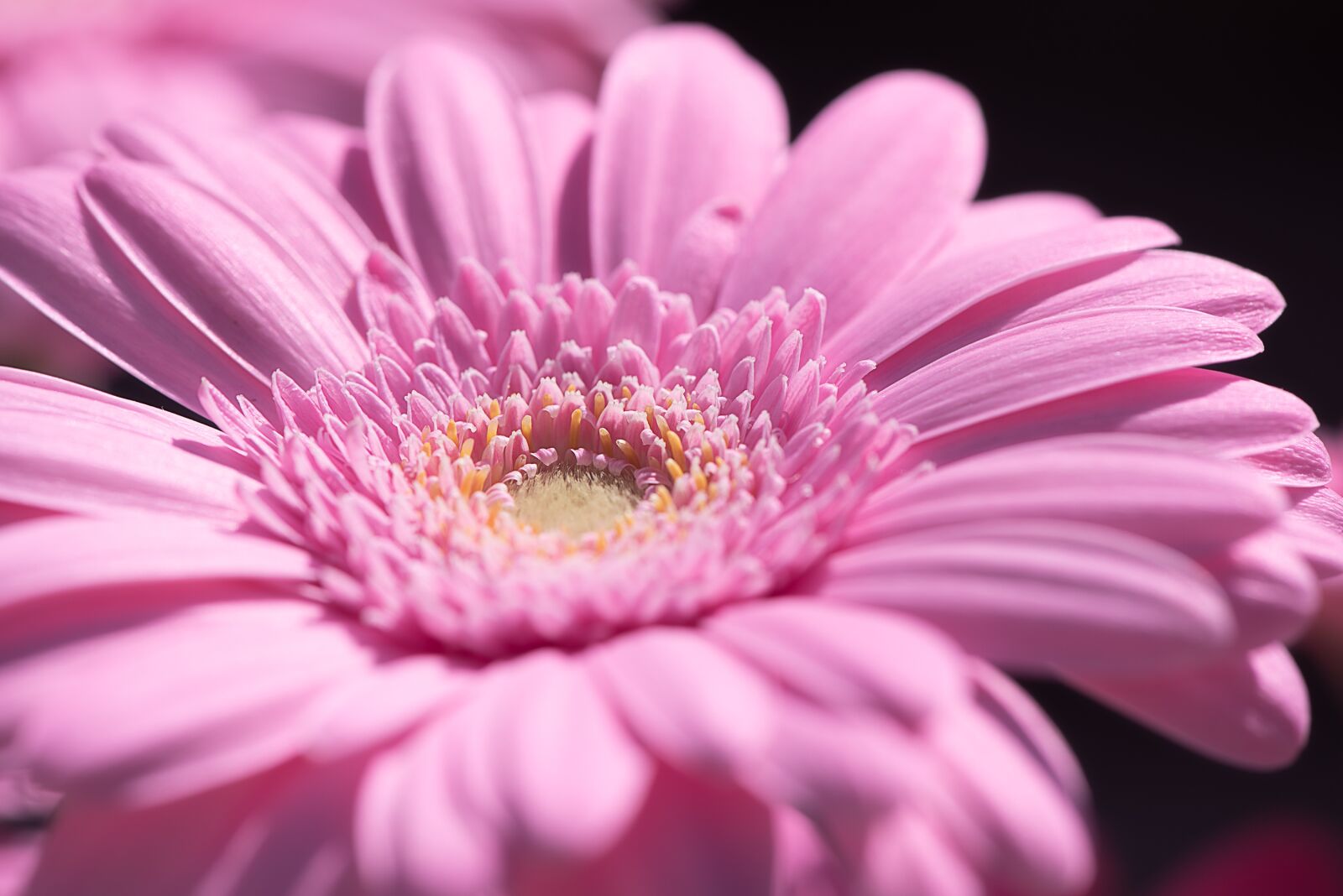 Nikon D750 sample photo. Gerbera, pink, pink gerbera photography