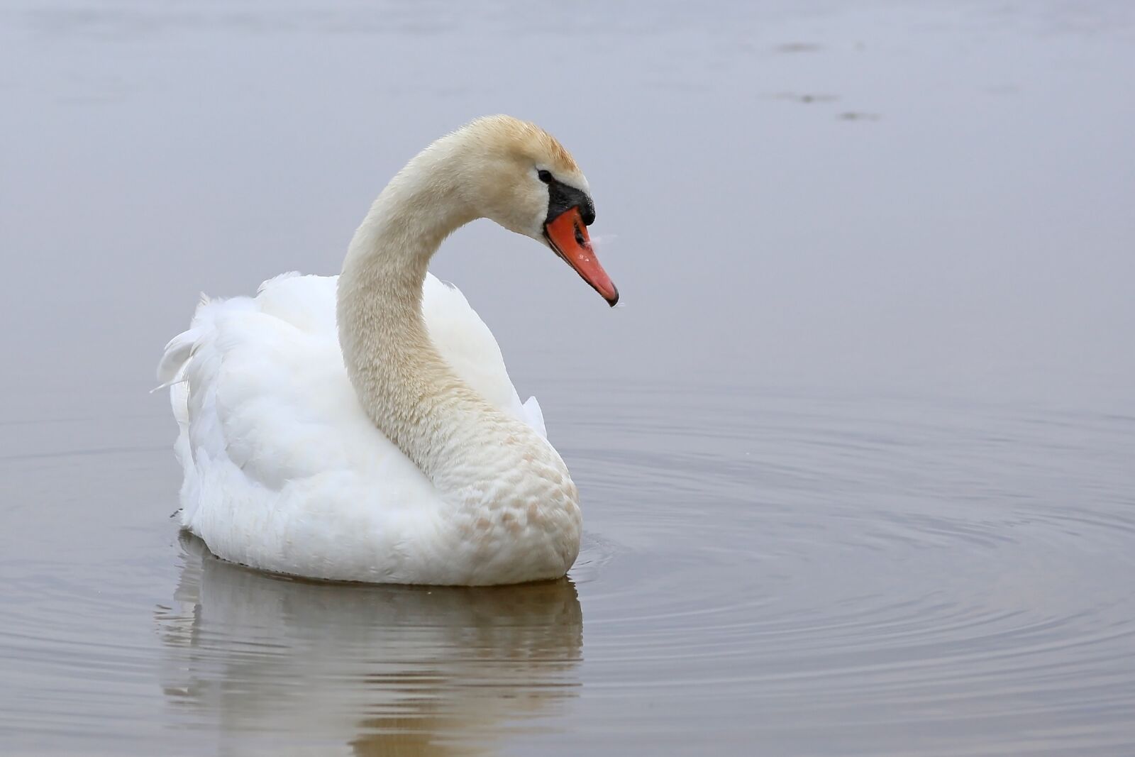 Canon EOS 6D + Canon EF 28-135mm F3.5-5.6 IS USM sample photo. Swan, swimming, water photography