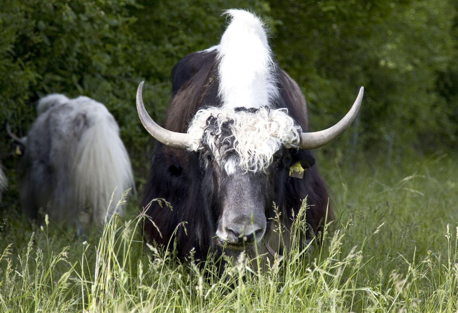 Canon EOS 6D sample photo. Yak, beef, cattle photography