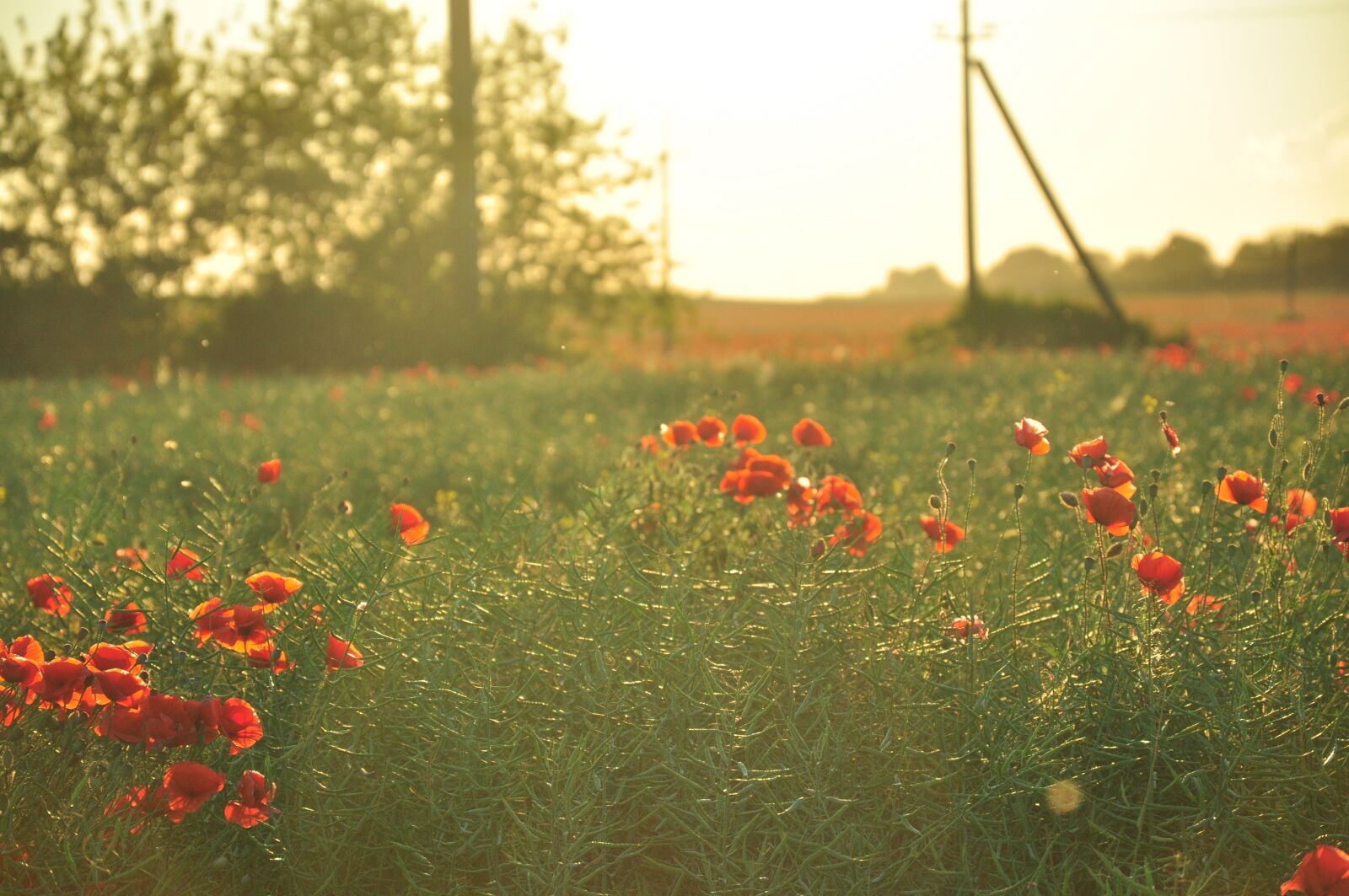 Nikon D90 sample photo. Maki, field, flowers photography