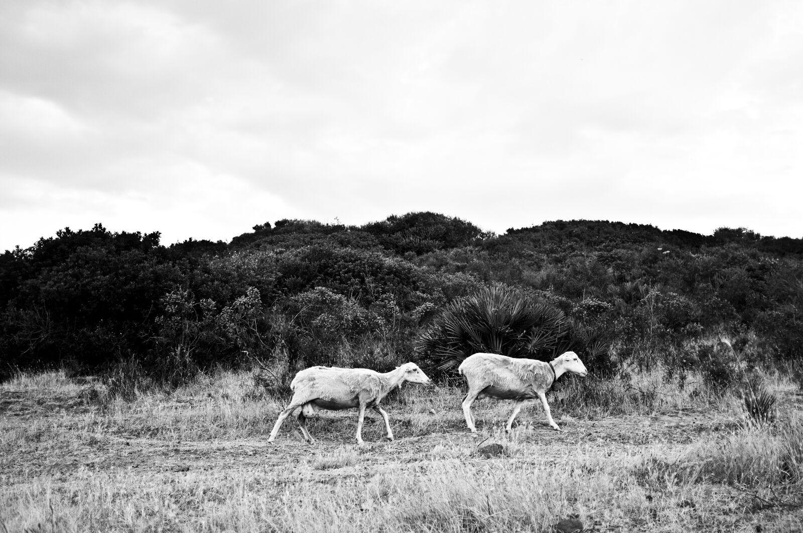 Fujifilm FinePix X100 sample photo. Sheep, sardinia, campaign photography
