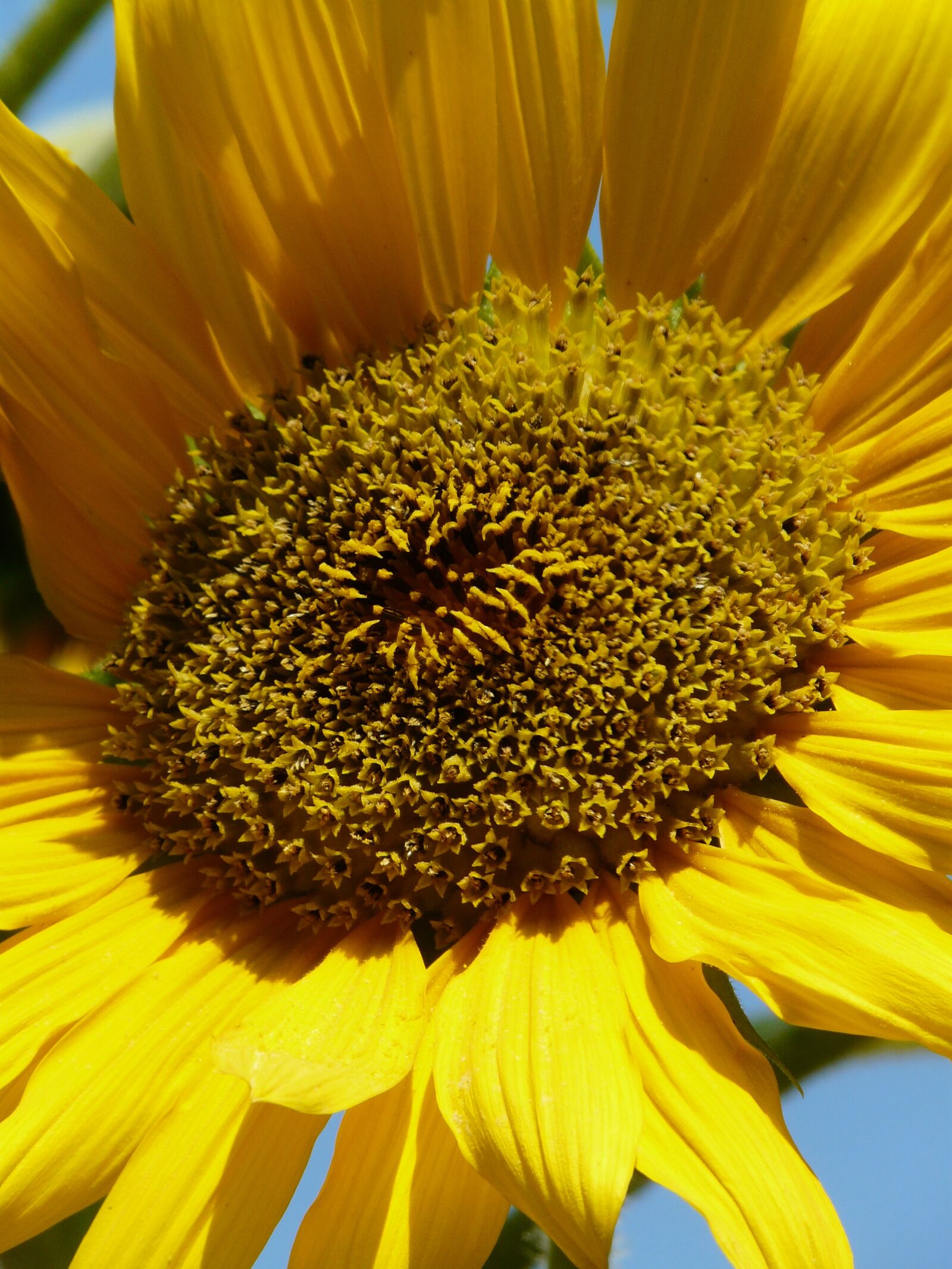 Panasonic DMC-FZ18 sample photo. Sunflower, summer, bloom photography