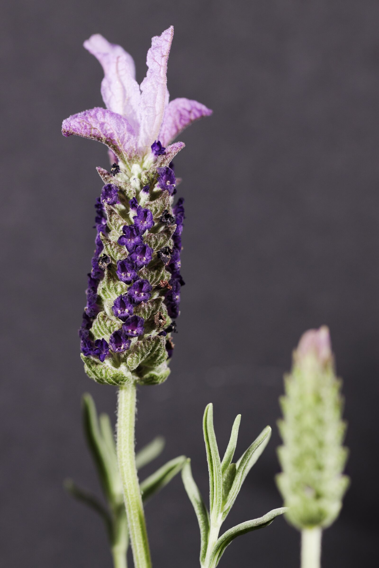 Canon EOS 50D sample photo. Lavendar, flower, purple photography