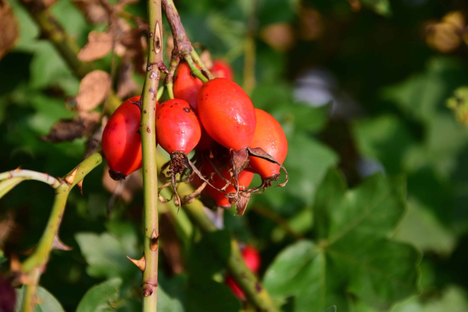 Nikon D3300 sample photo. Rose hip, fruit, forest photography