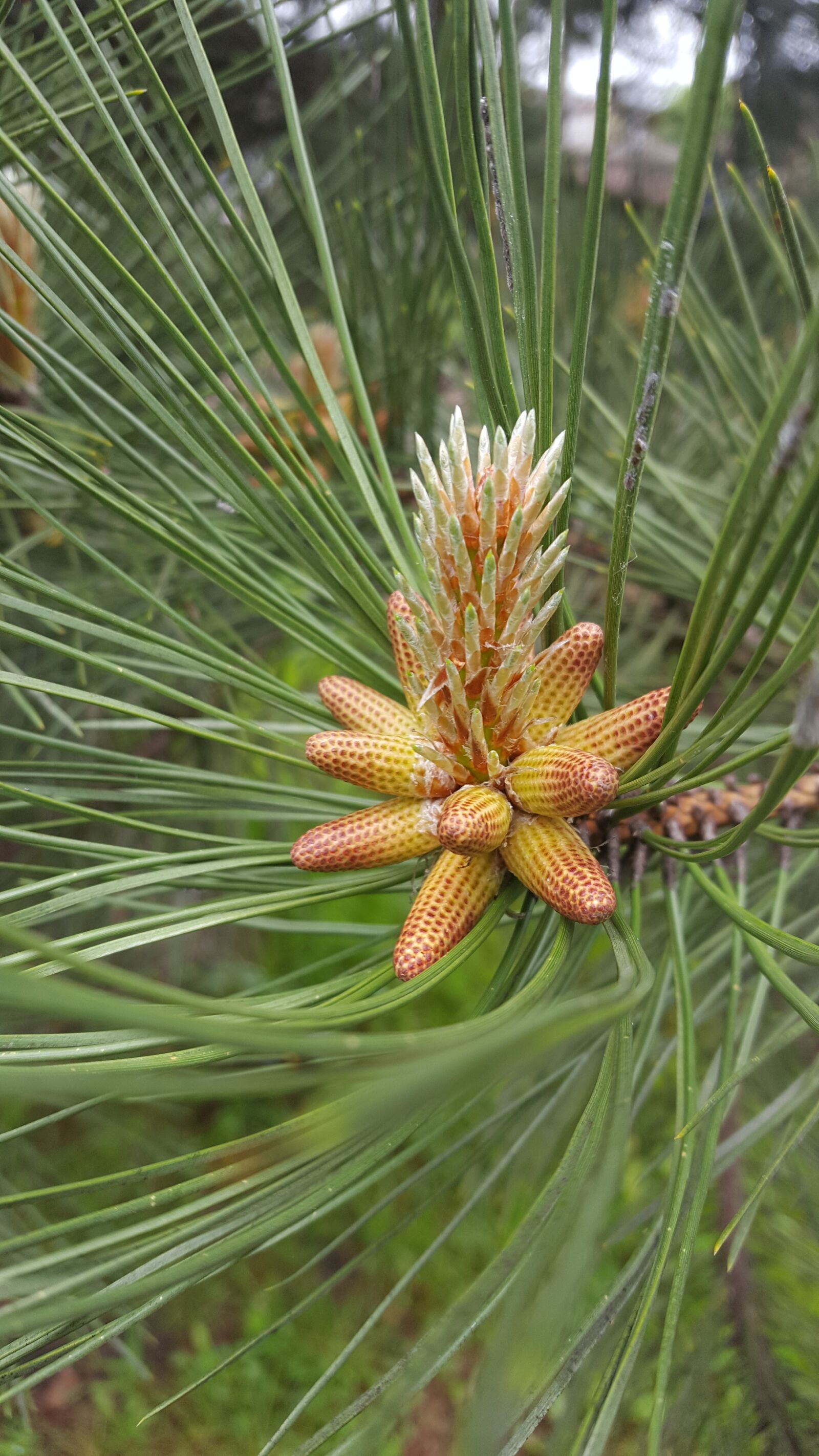 Samsung GALAXY S6 edge sample photo. Fir tree, dennenvrucht, forest photography