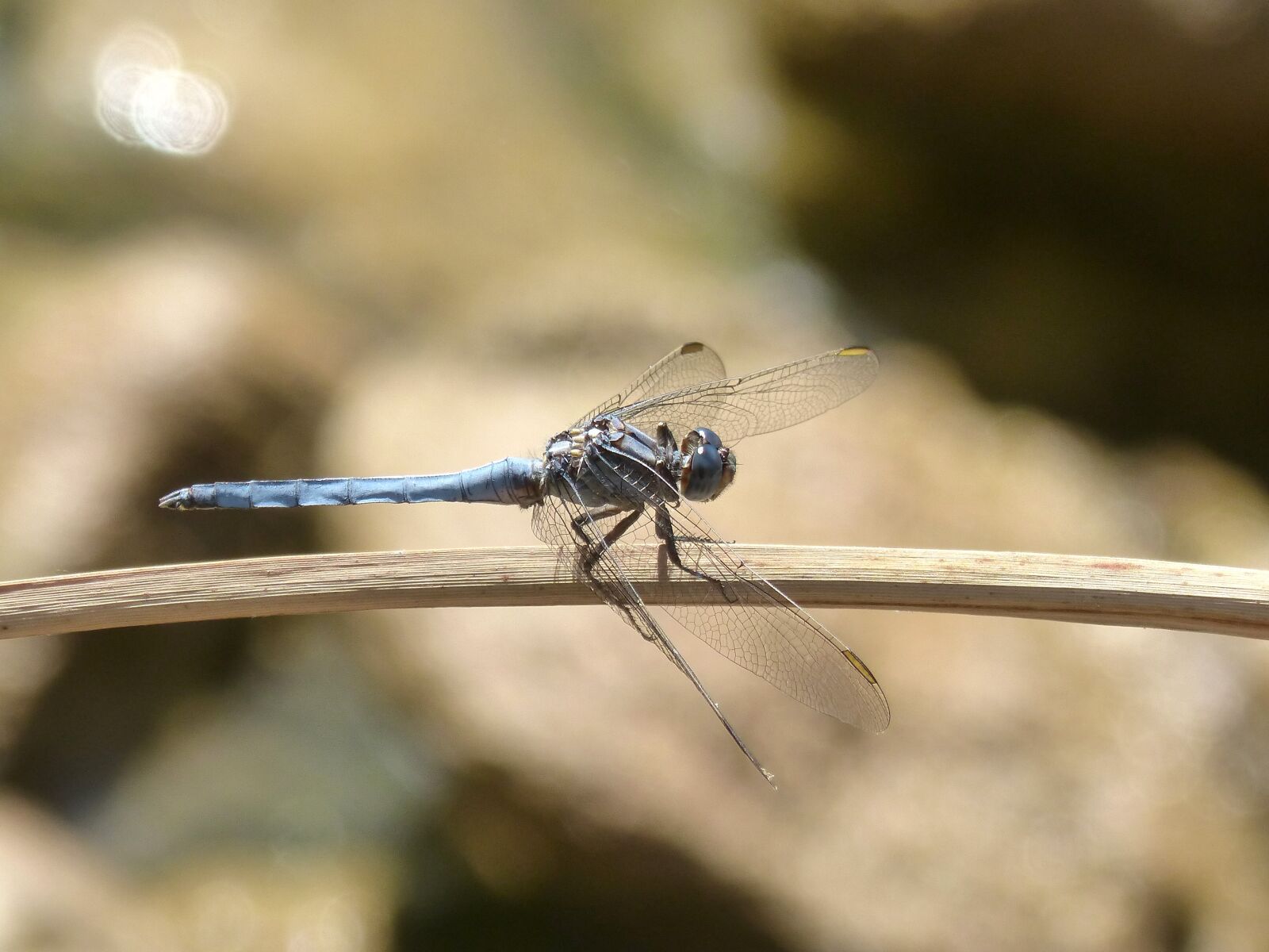 Panasonic DMC-FZ62 sample photo. Blue dragonfly, branch, wetland photography