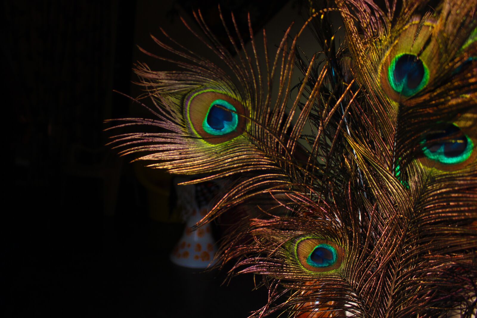 Canon EOS 700D (EOS Rebel T5i / EOS Kiss X7i) sample photo. Peacock feathers, love, bird photography