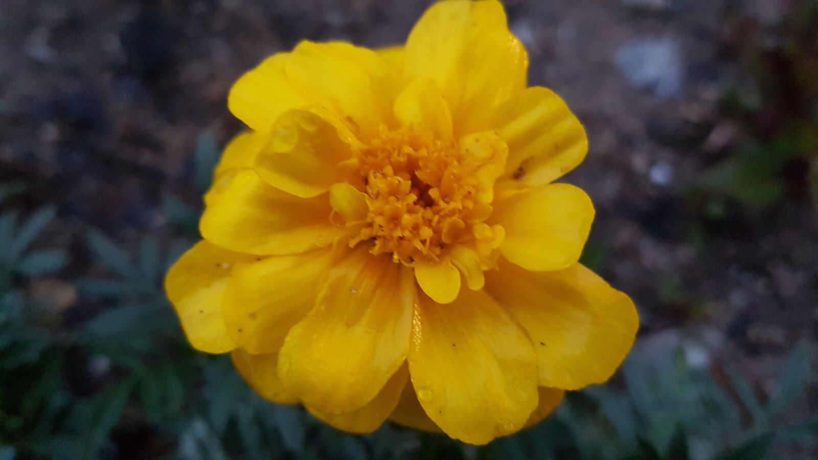 Samsung Galaxy S7 sample photo. Yellow flower, yellow, flower photography