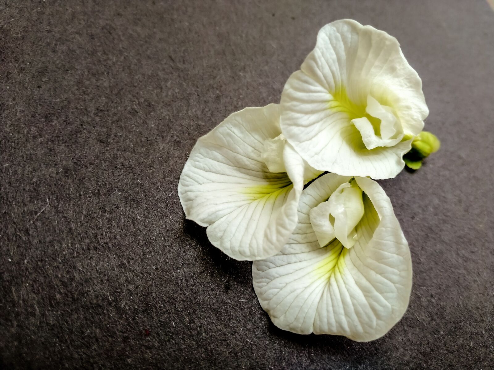 Xiaomi Redmi 7A sample photo. Flower, nature, flora photography