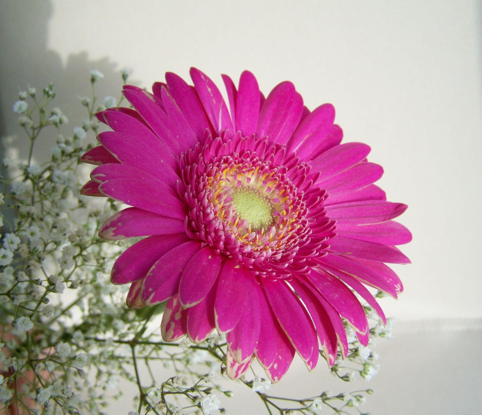 Kodak EASYSHARE ZD710 ZOOM DIGITAL CAMERA sample photo. Gerbera, cut flower, pink photography