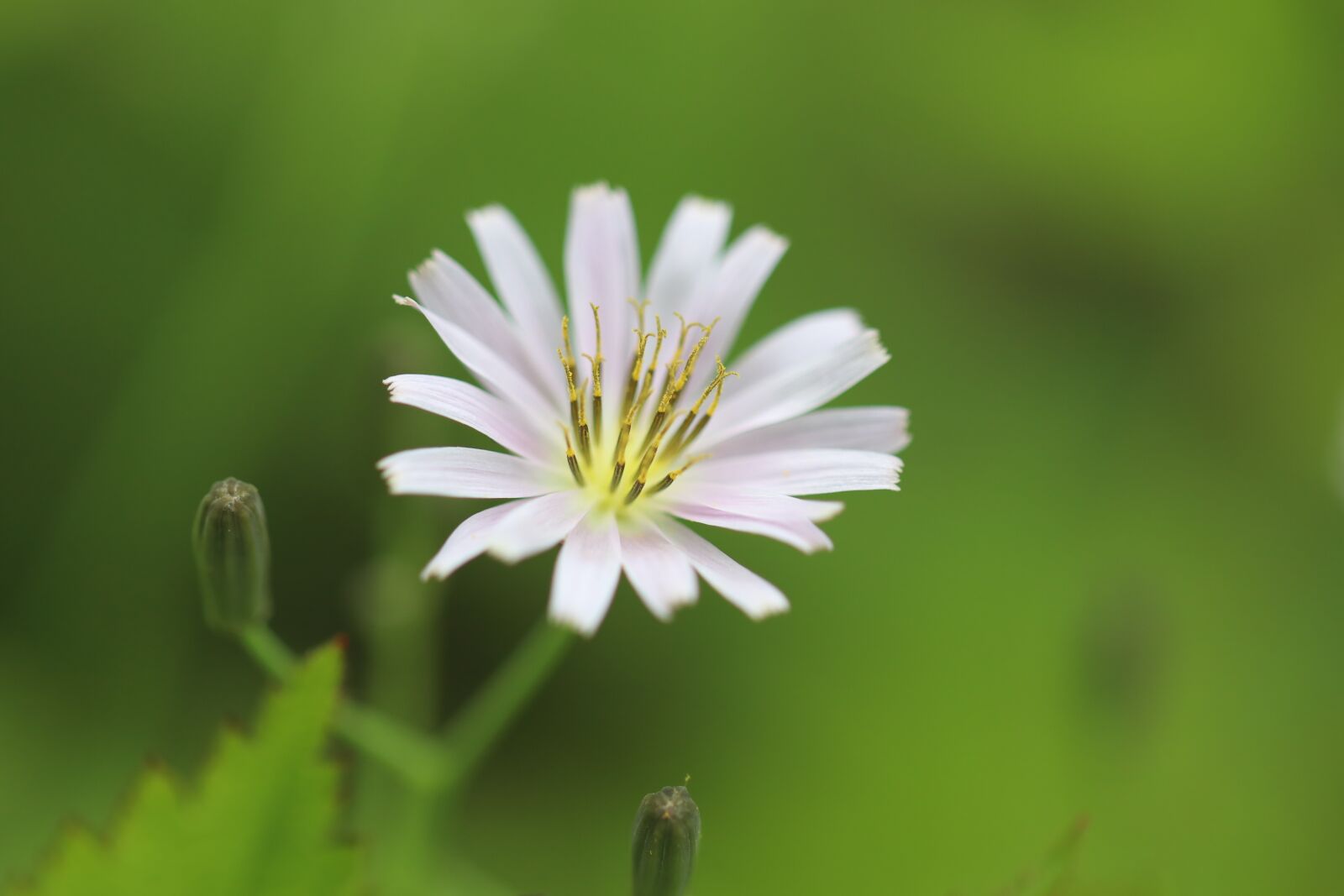Canon EF 100mm F2.8L Macro IS USM sample photo. Flower, spring, nature photography