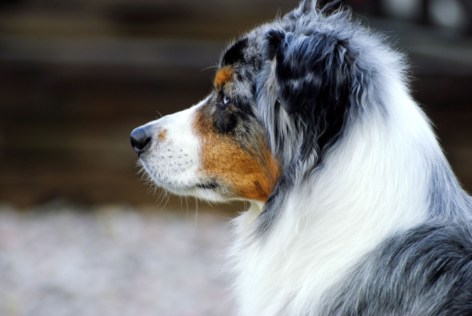 Nikon D3000 sample photo. Dog, australian shepherd, shepherd photography