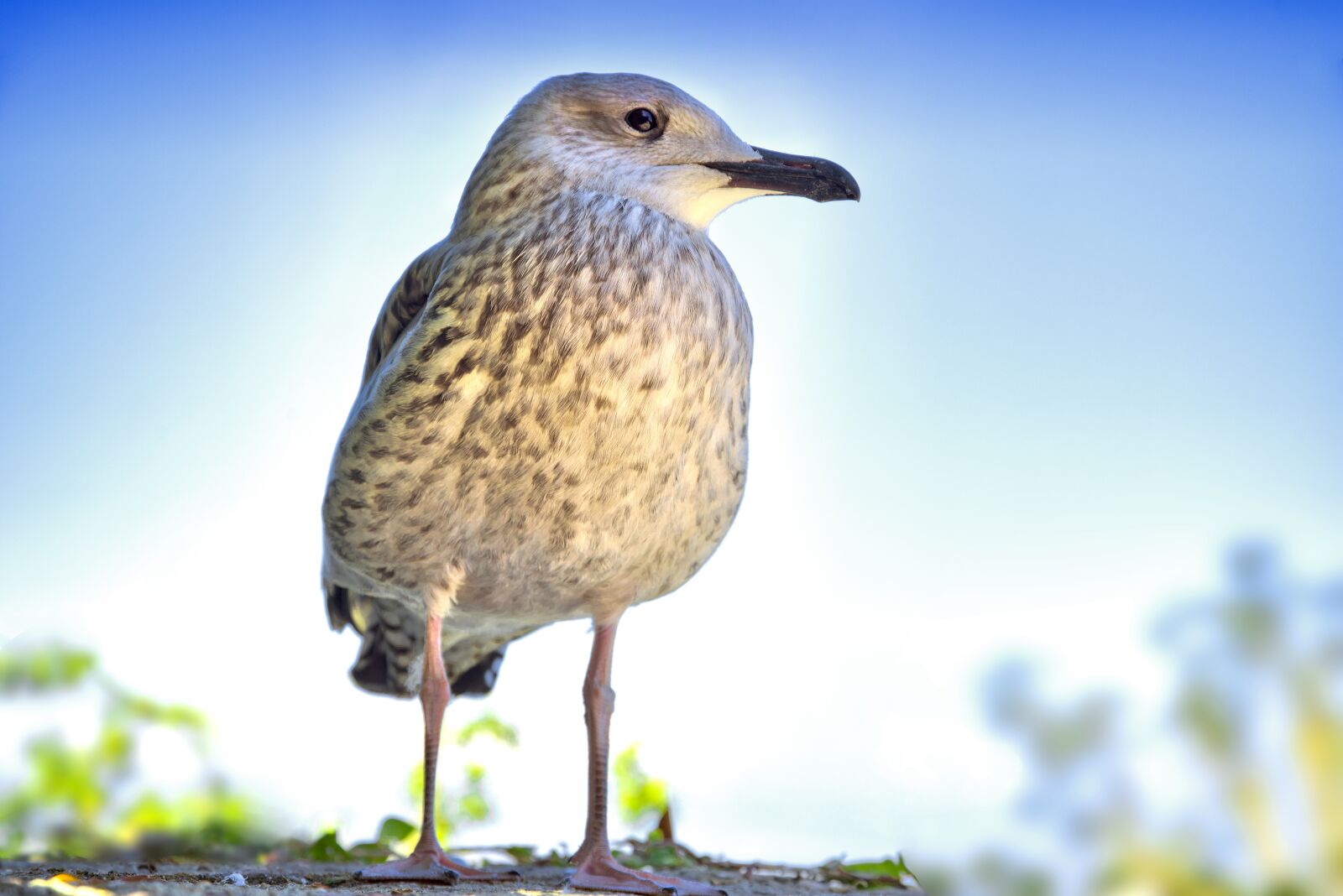 Pentax K-1 Mark II sample photo. Bird, gull, seagull photography