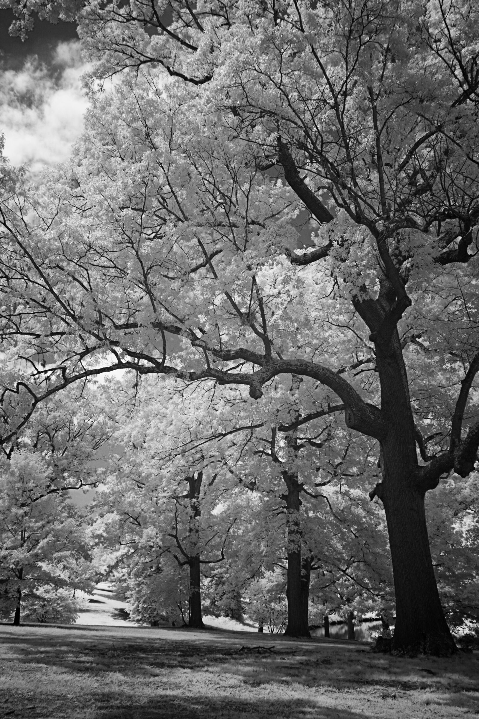 Canon EOS 40D sample photo. Infrared, black and white photography