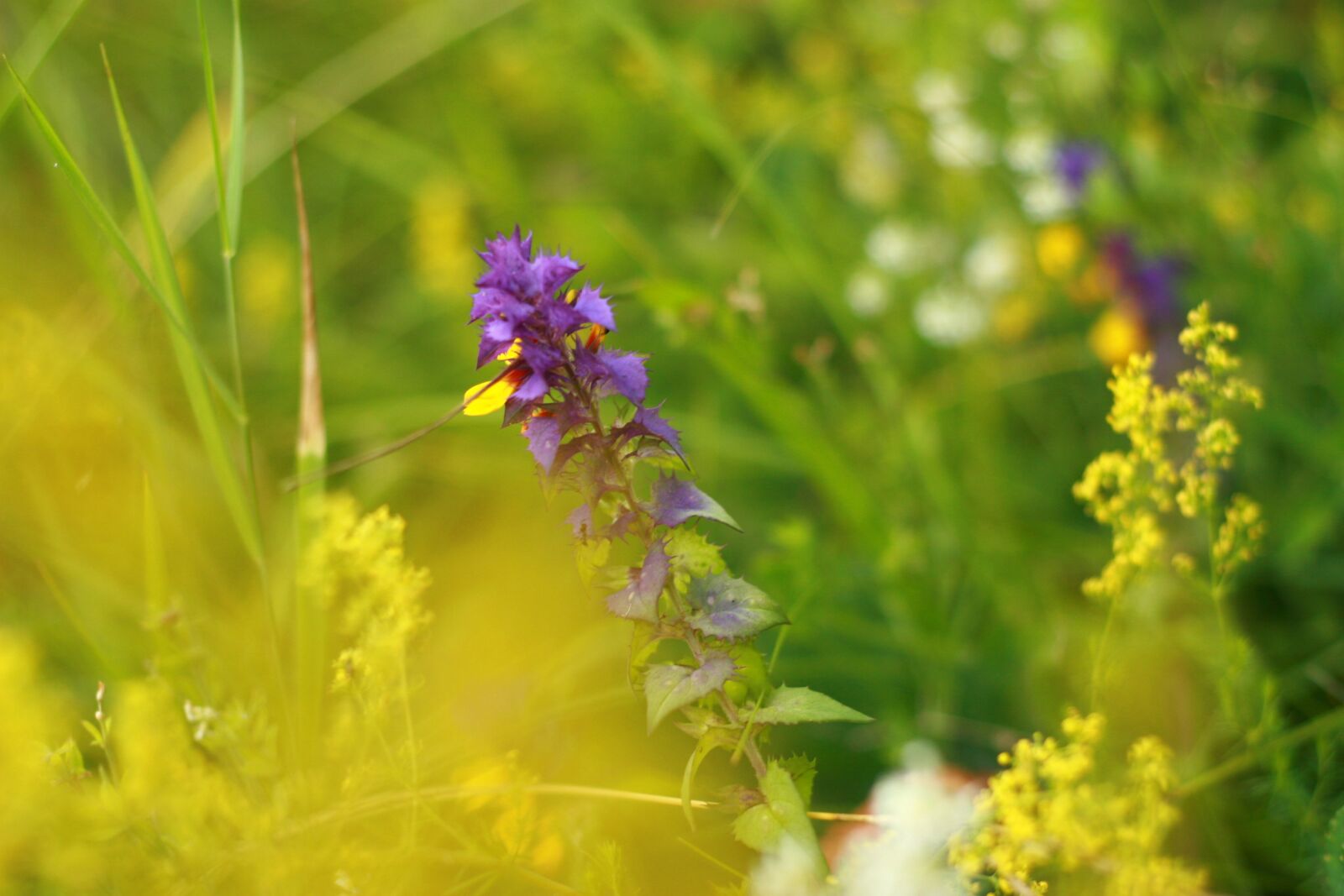 Canon EOS 30D sample photo. Nature, colorful, macro photography