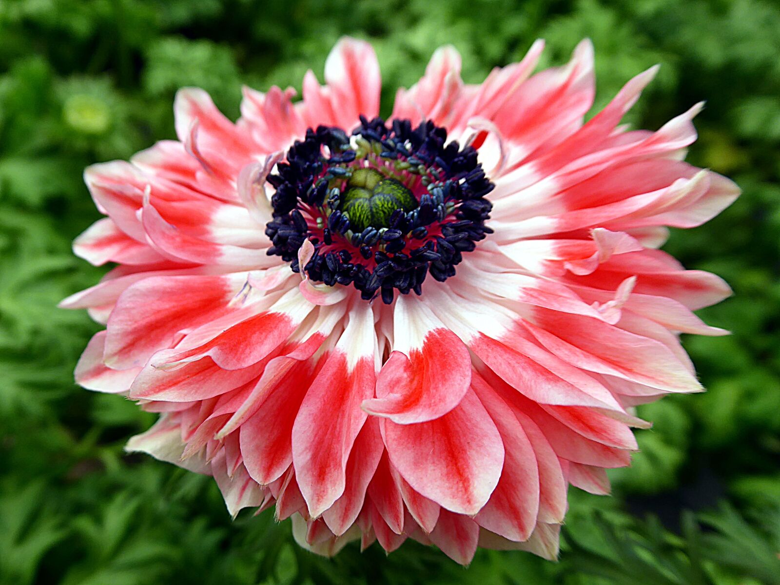 Panasonic Lumix DMC-ZS50 (Lumix DMC-TZ70) sample photo. Flower, anemone, pink photography