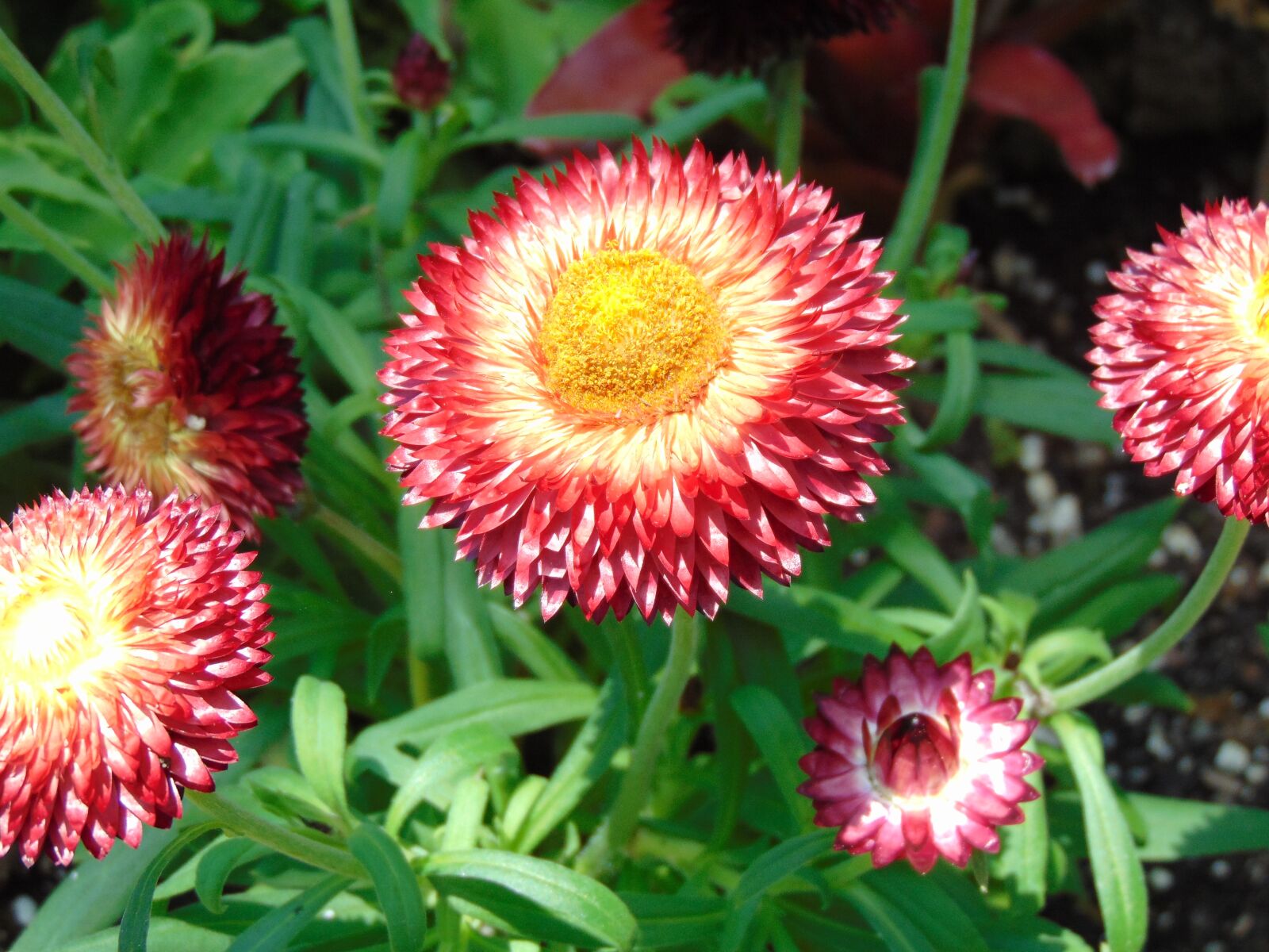Sony Cyber-shot DSC-H300 sample photo. Spring, floral, flower photography